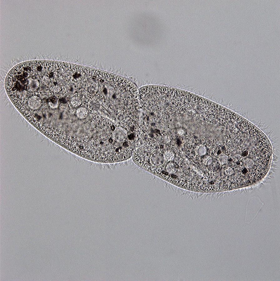 Paramecium Multimicronucleatum by Science Photo Library