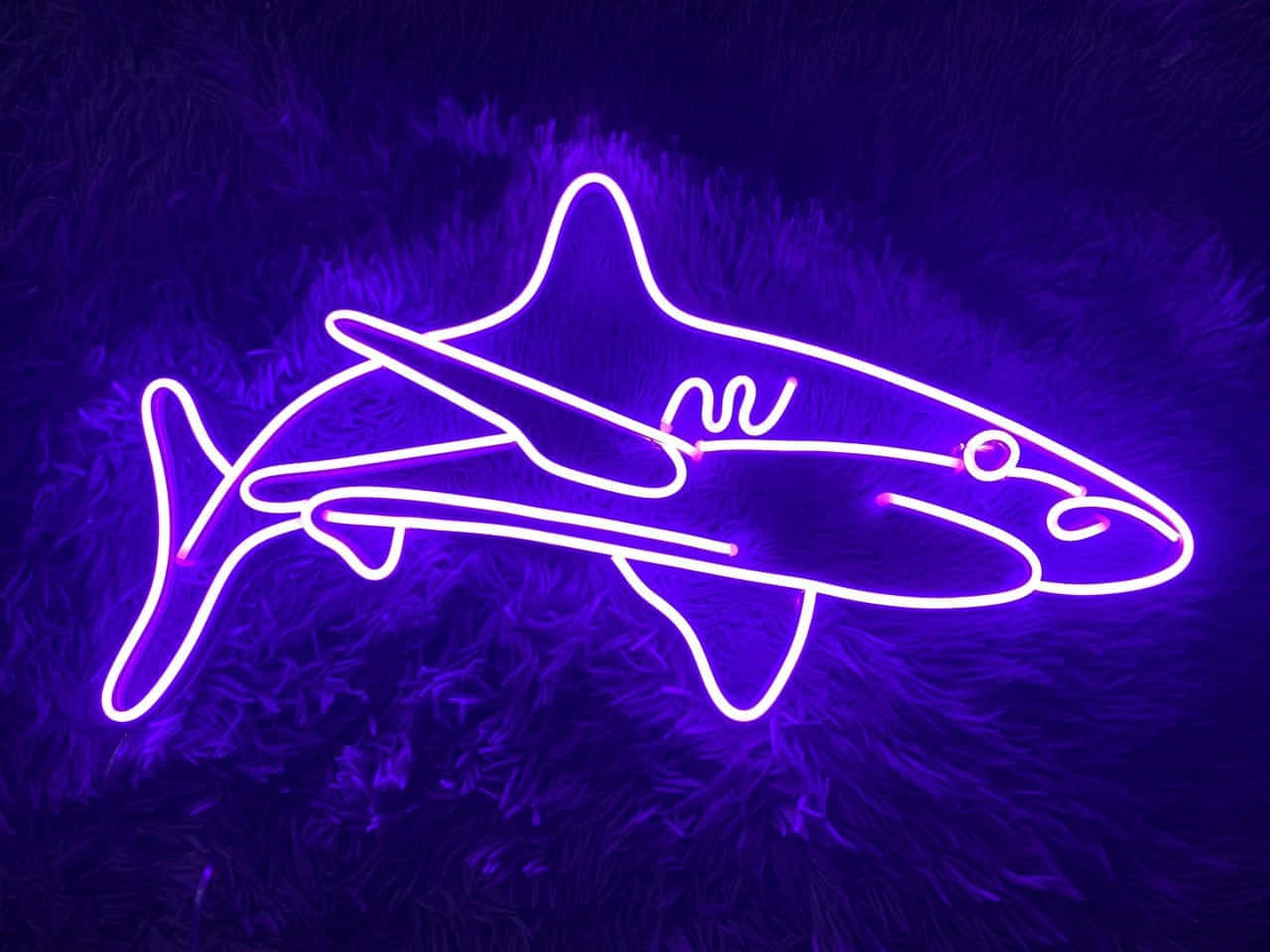 Shark Aesthetic Wallpaper