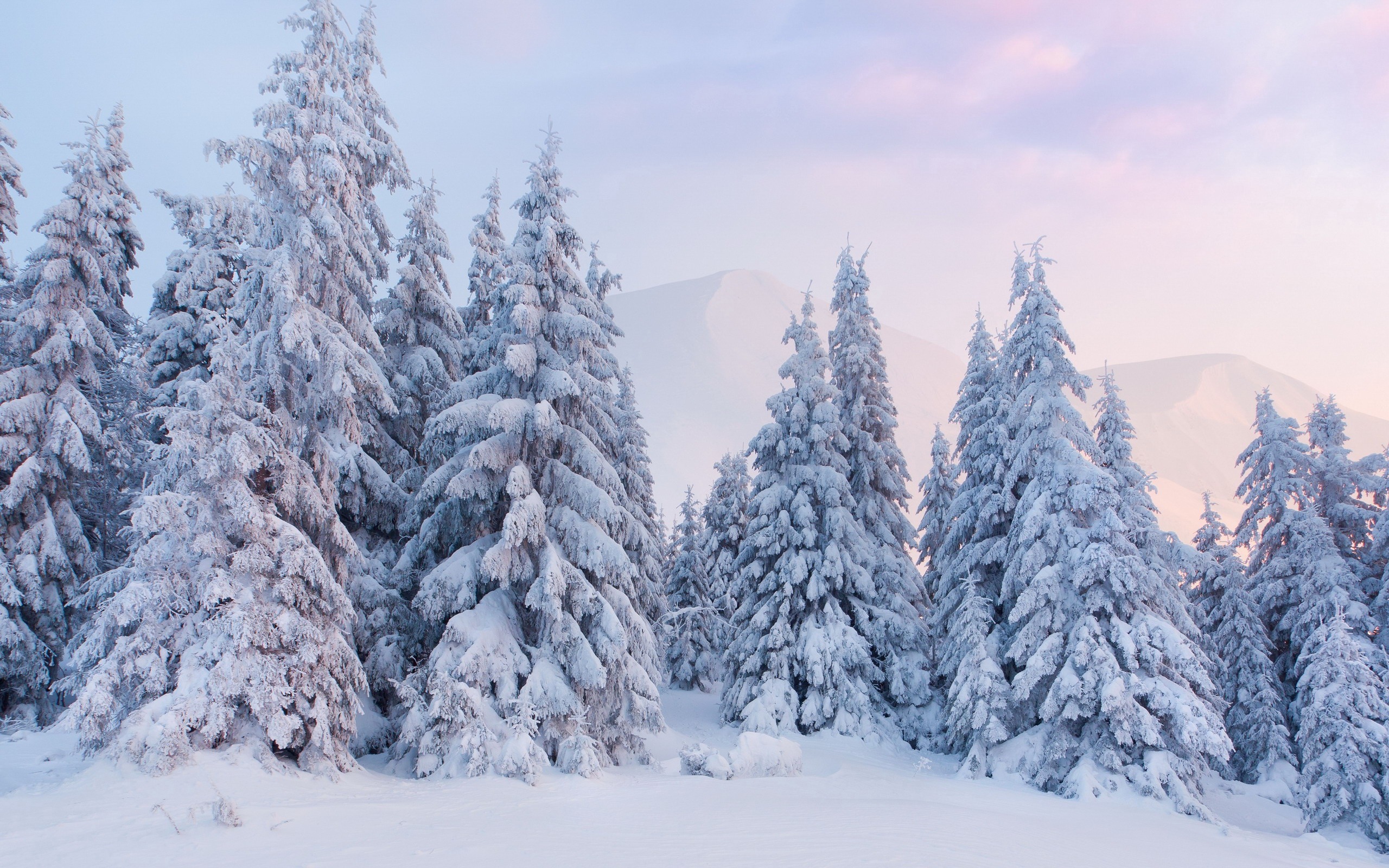 Download Snow Forest Tree Nature Winter HD Wallpaper