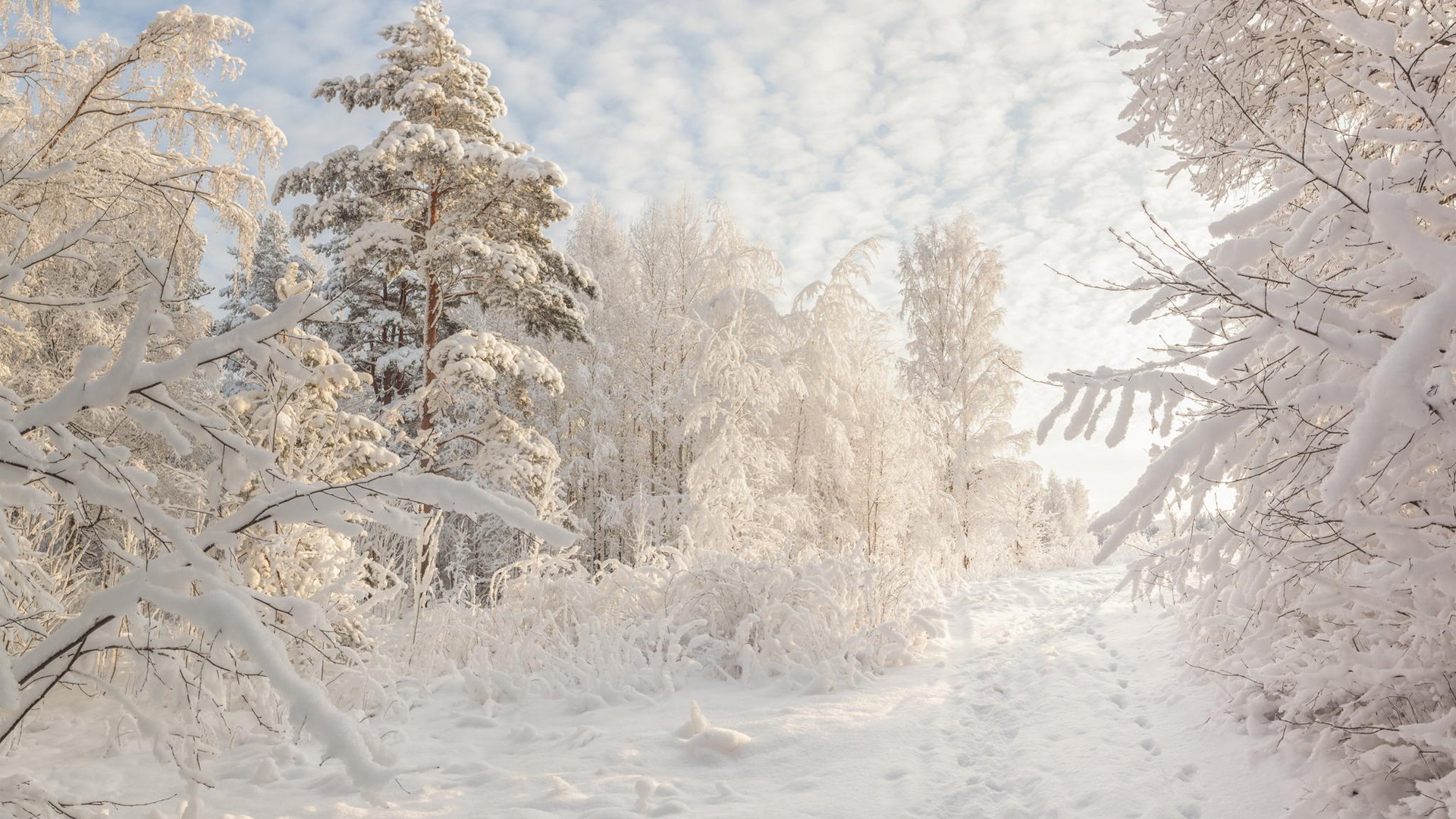 Winter's Whisper: HD Snow Covered Forest Beauty In White Nature
