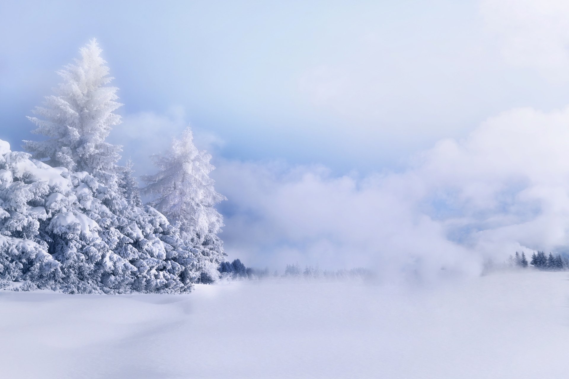 Winter's White Whisper: Snowy Trees in Misty Fog HD Wallpaper
