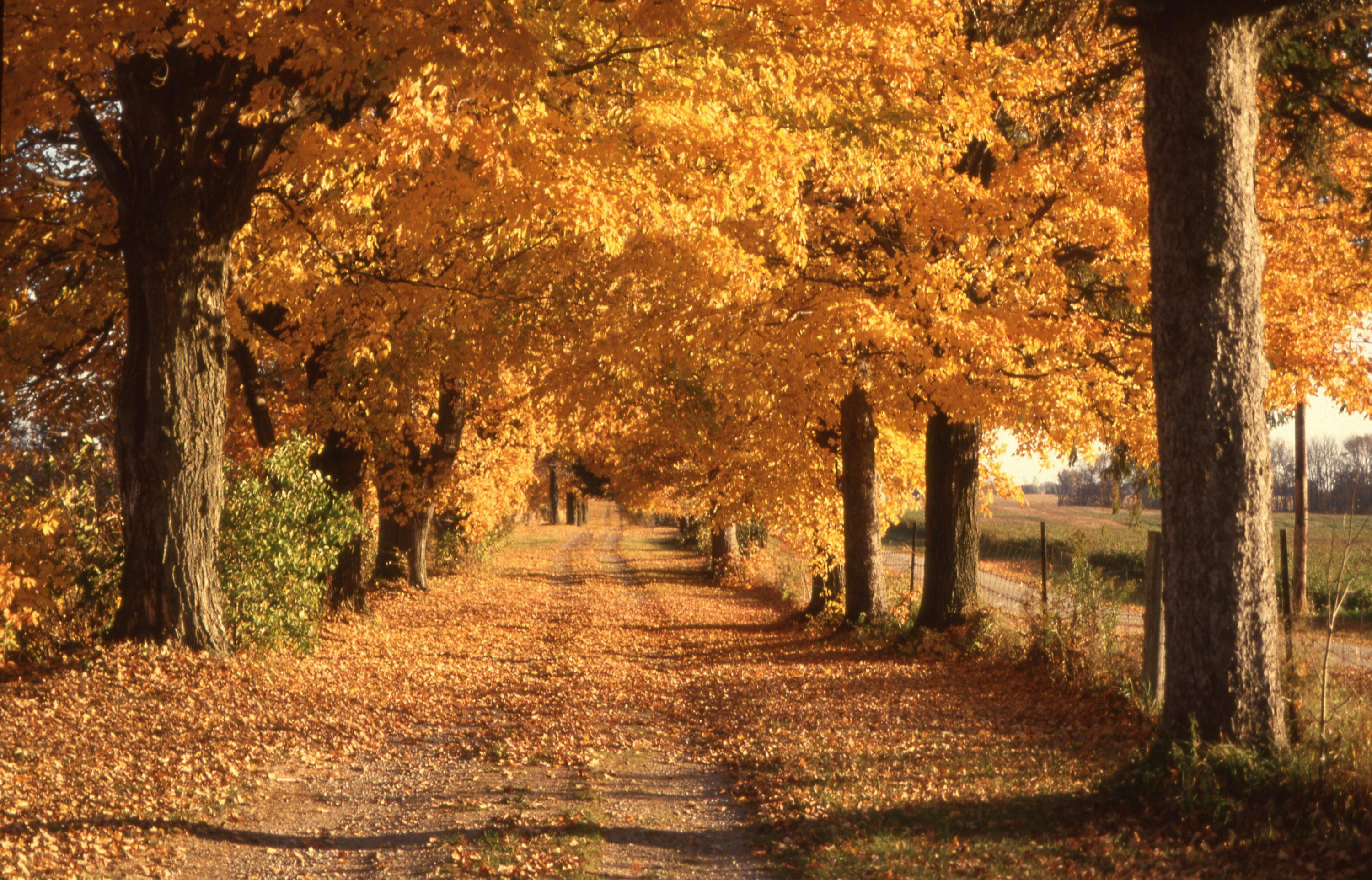 Autumn Wallpaper: Free HD Download [4K]