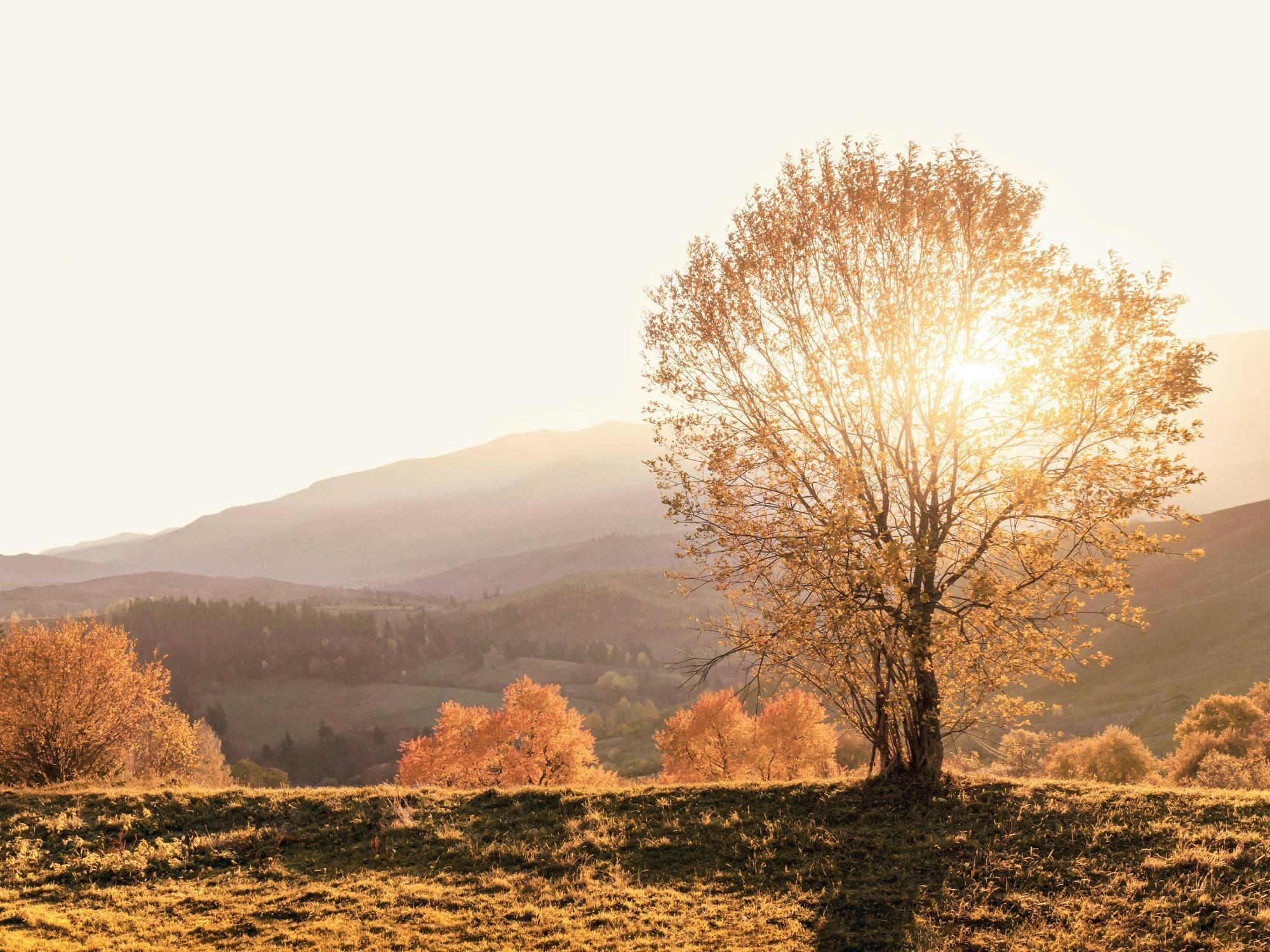 Autumn Morning Poster