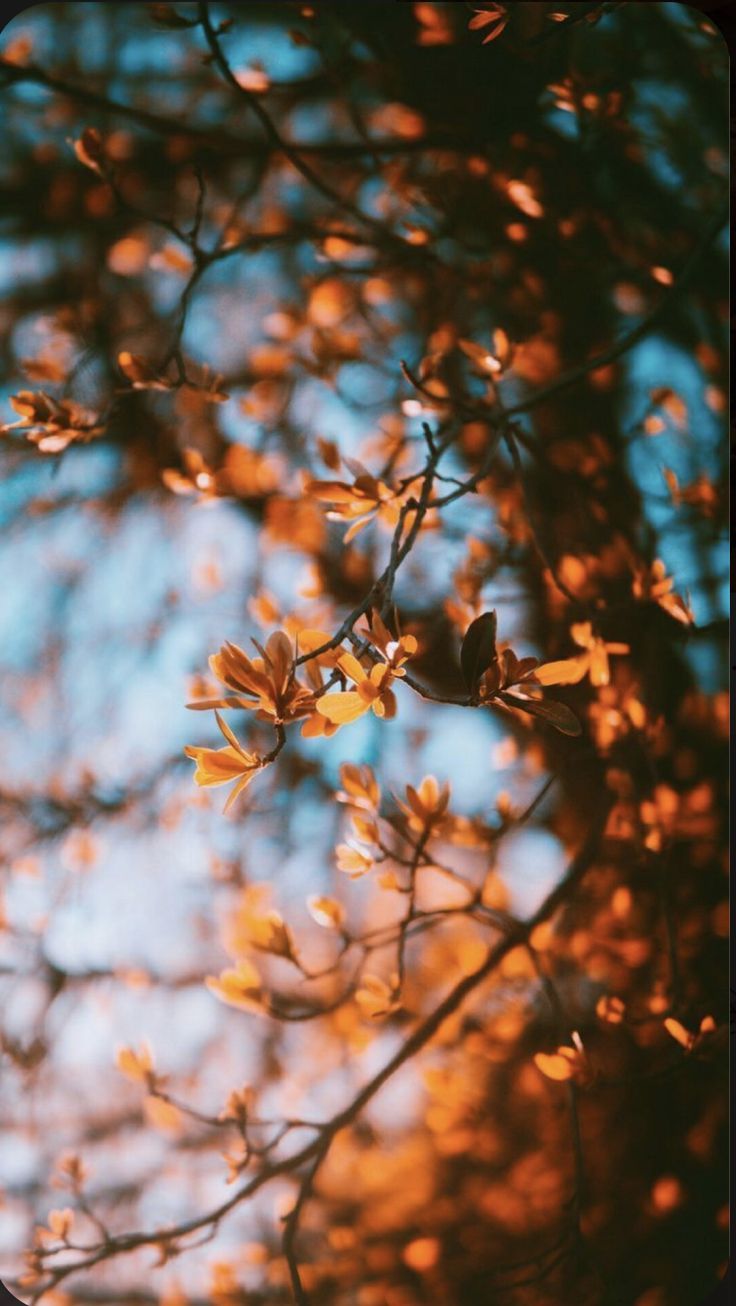 Fall. Fall wallpaper tumblr, Fall background iphone, Background wallpaper for photohop