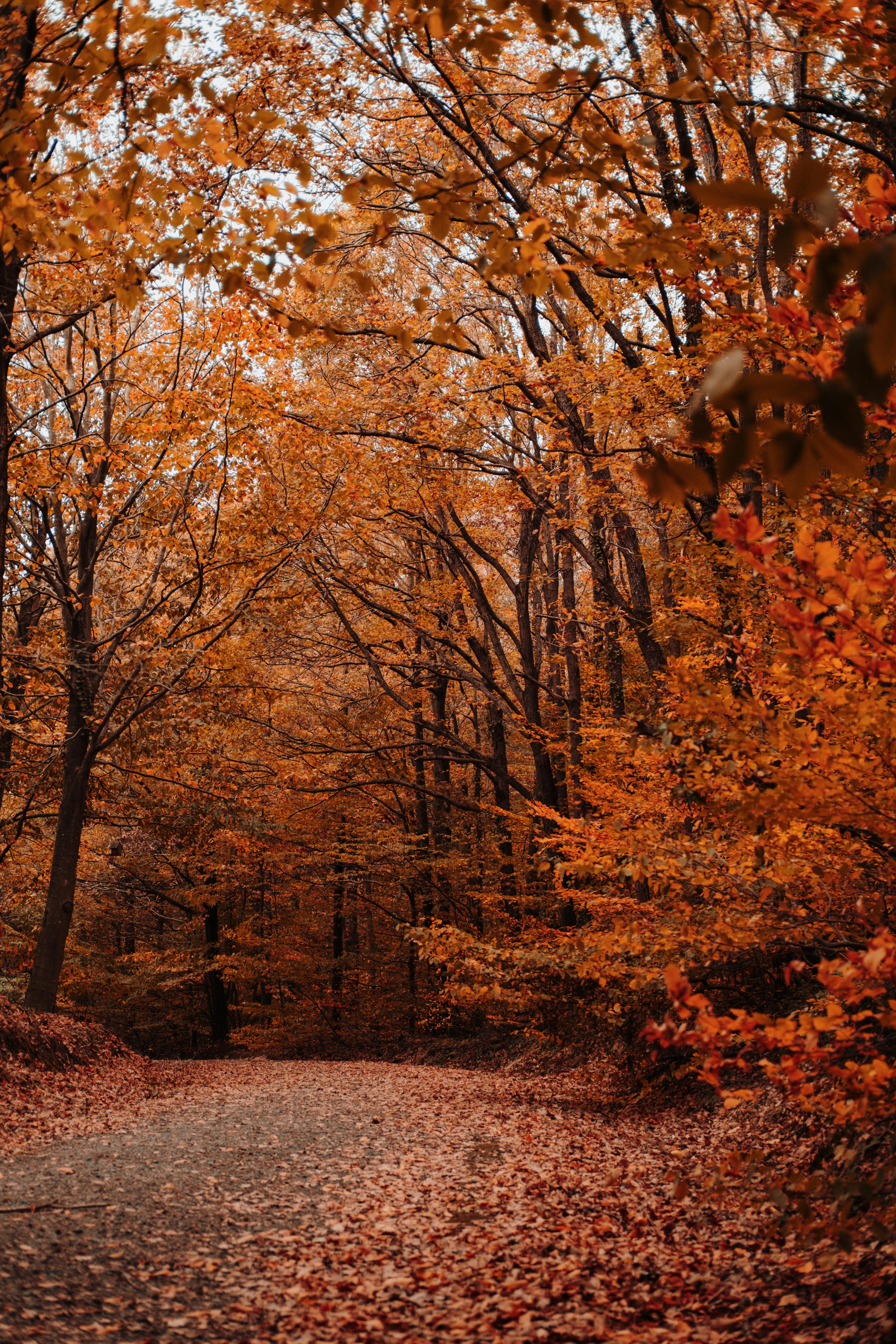 Photo Of Path In Between Woods During Autumn · Free