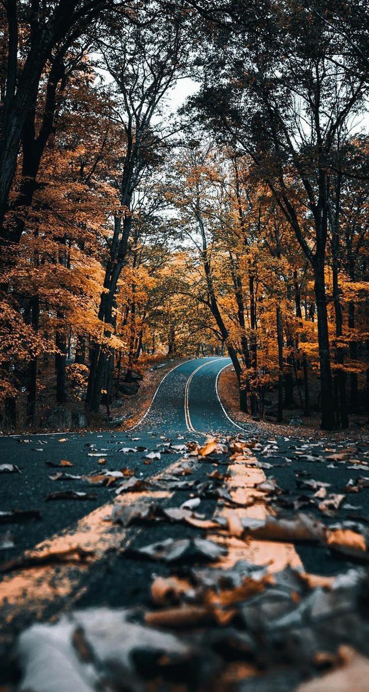 FREE Fall Wallpaper & Autumn Wallpaper Options For Your iPhone