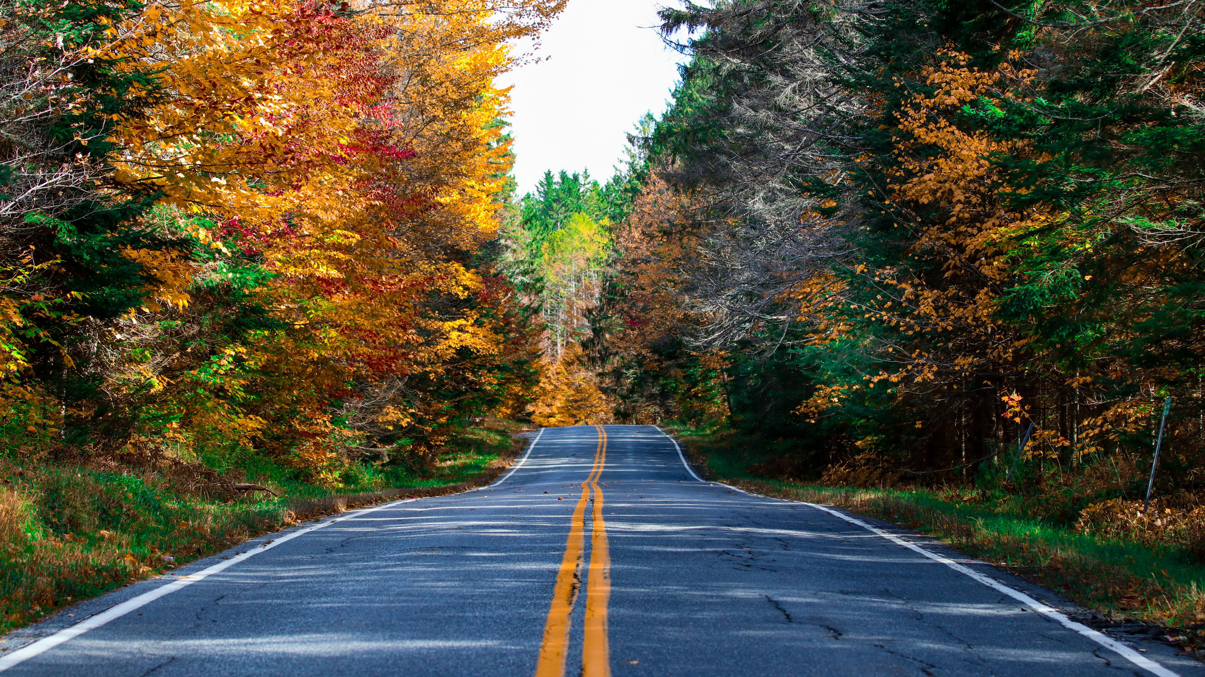 Beautiful Road Between Colorful Autumn Leaves Trees Forest During Daytime 4K HD Autumn Wallpaper