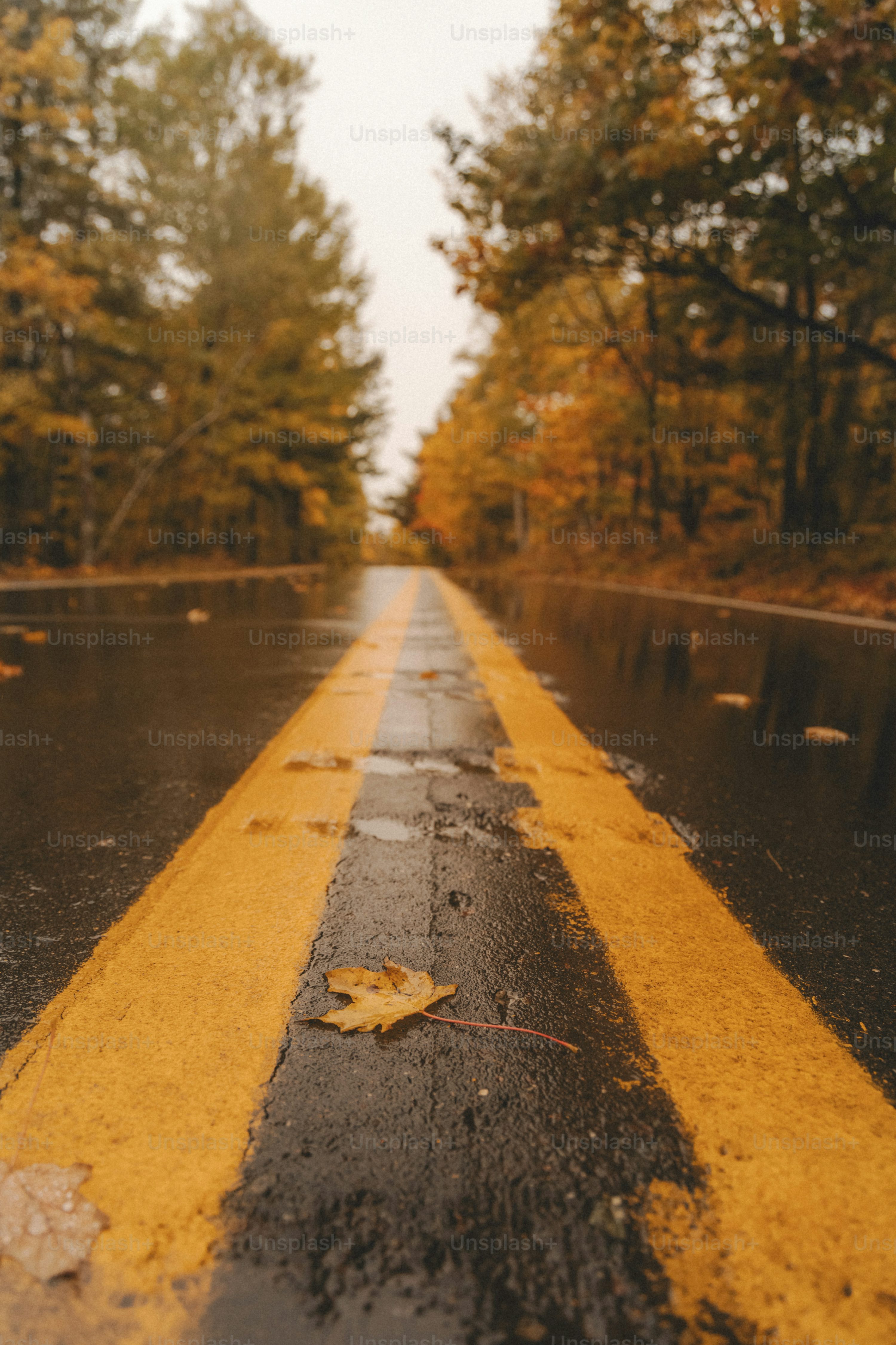 Autumn Road Picture. Download Free Image