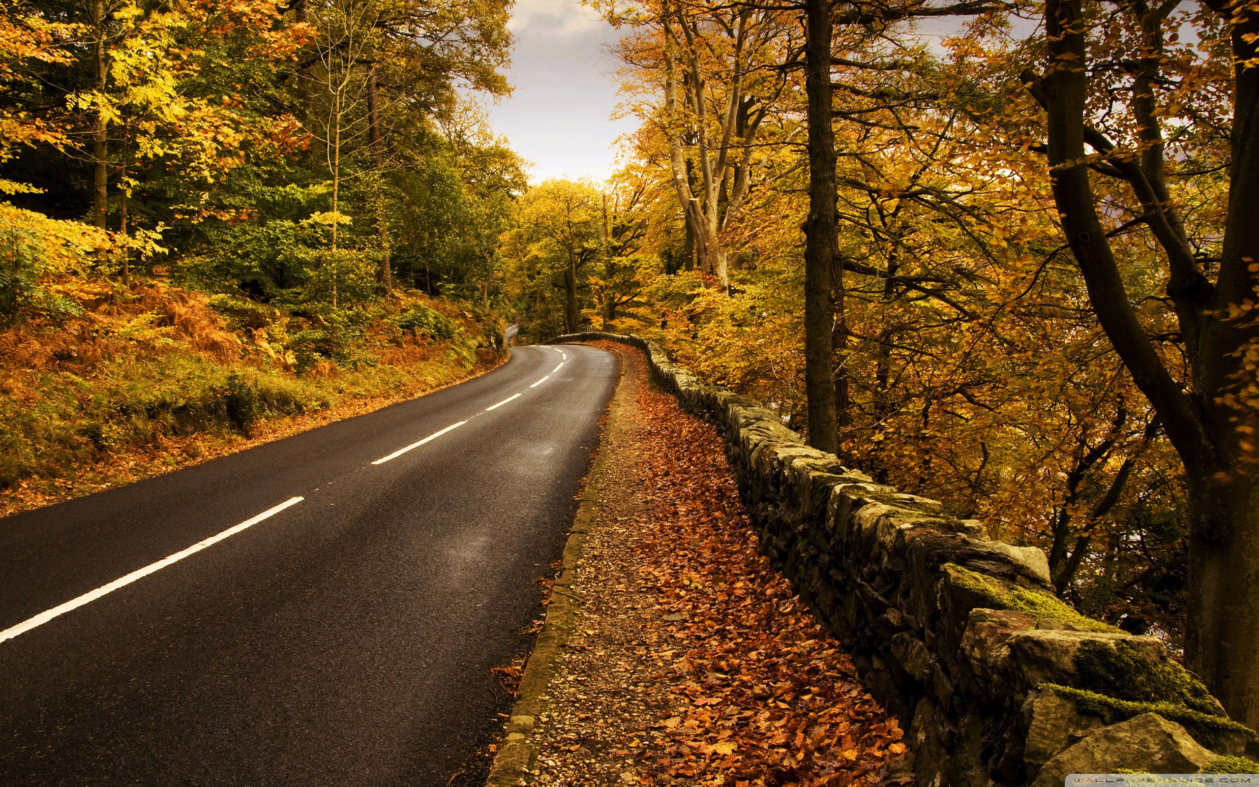 Free photo: Autumn Road, Stock, Road
