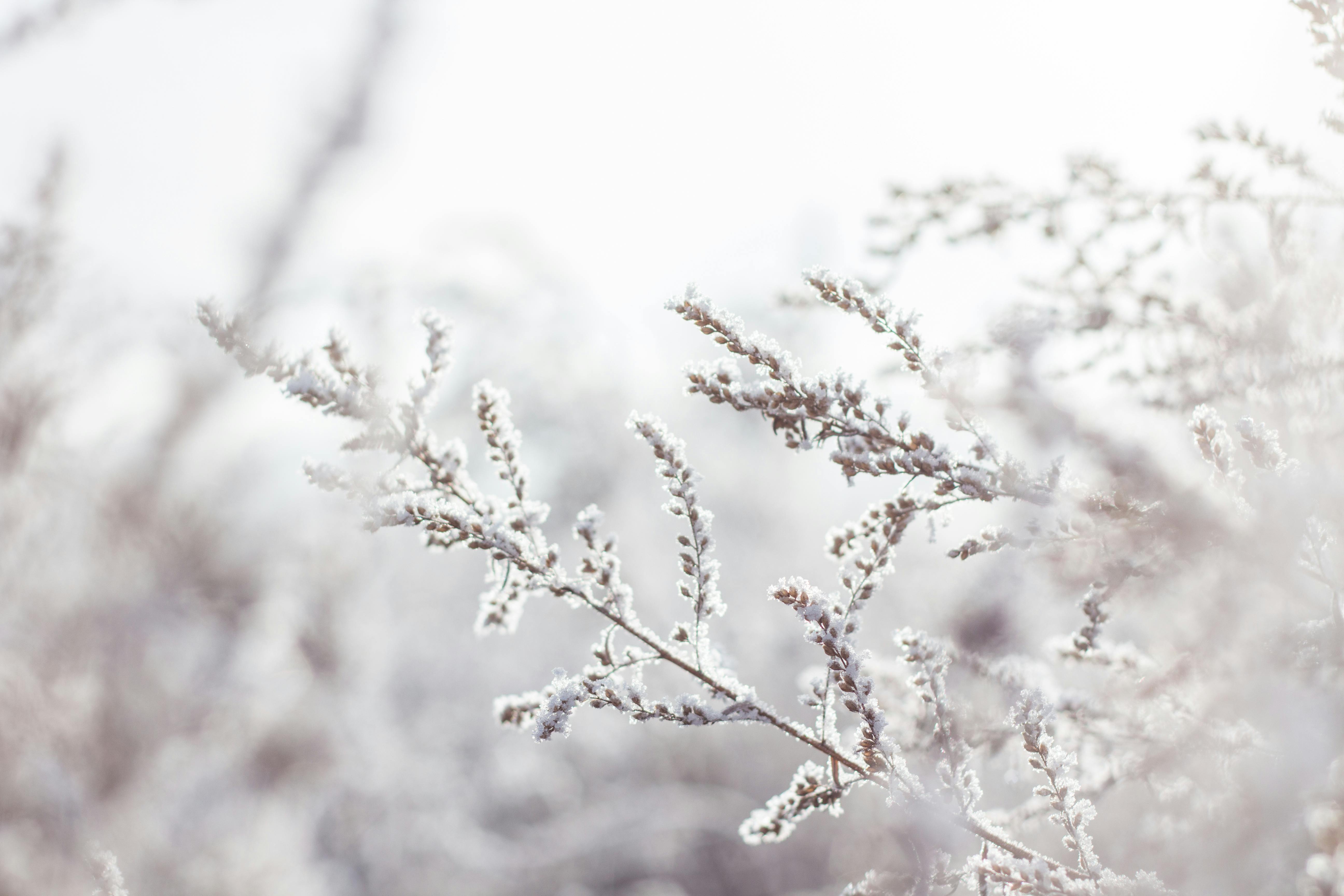 70,Best Winter Picture · 100% Free Download Winter Image & Winter Wallpaper