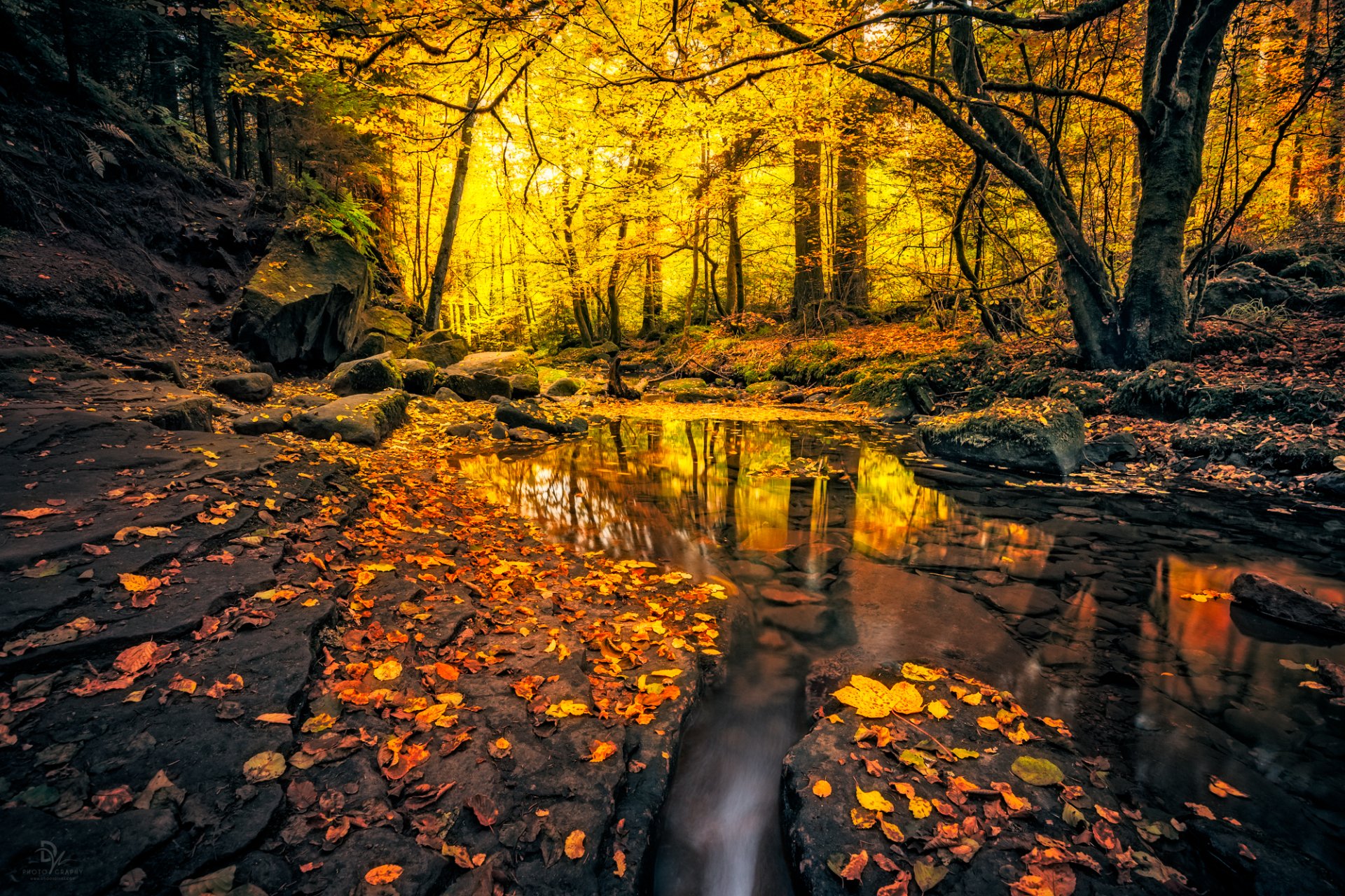 HD Wallpaper: Autumn Forest Stream Serenity