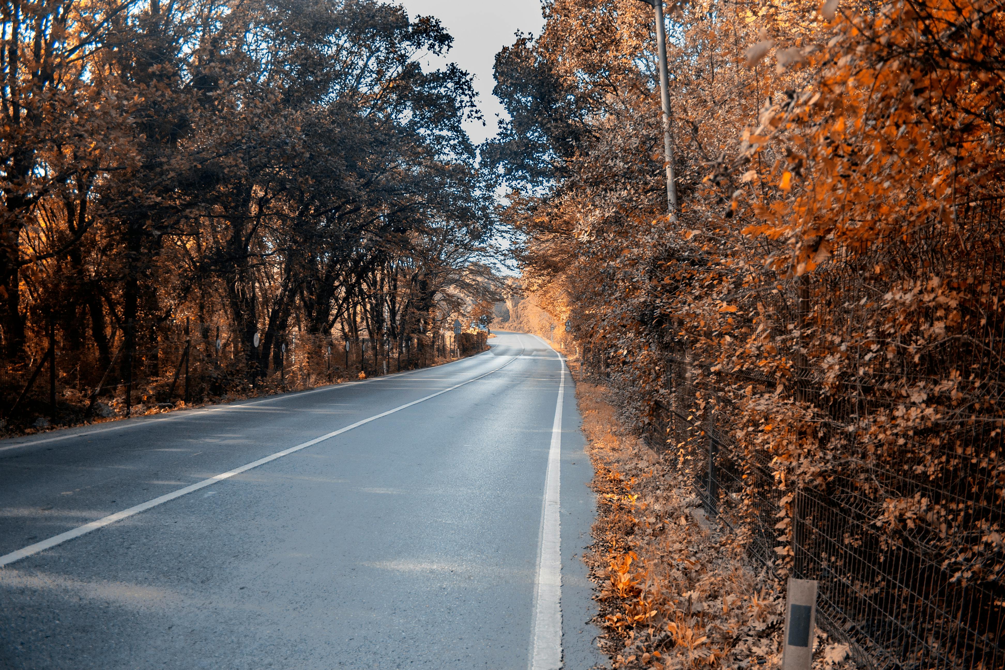 Autumn Road Scene with Vibrant Foliage · Free