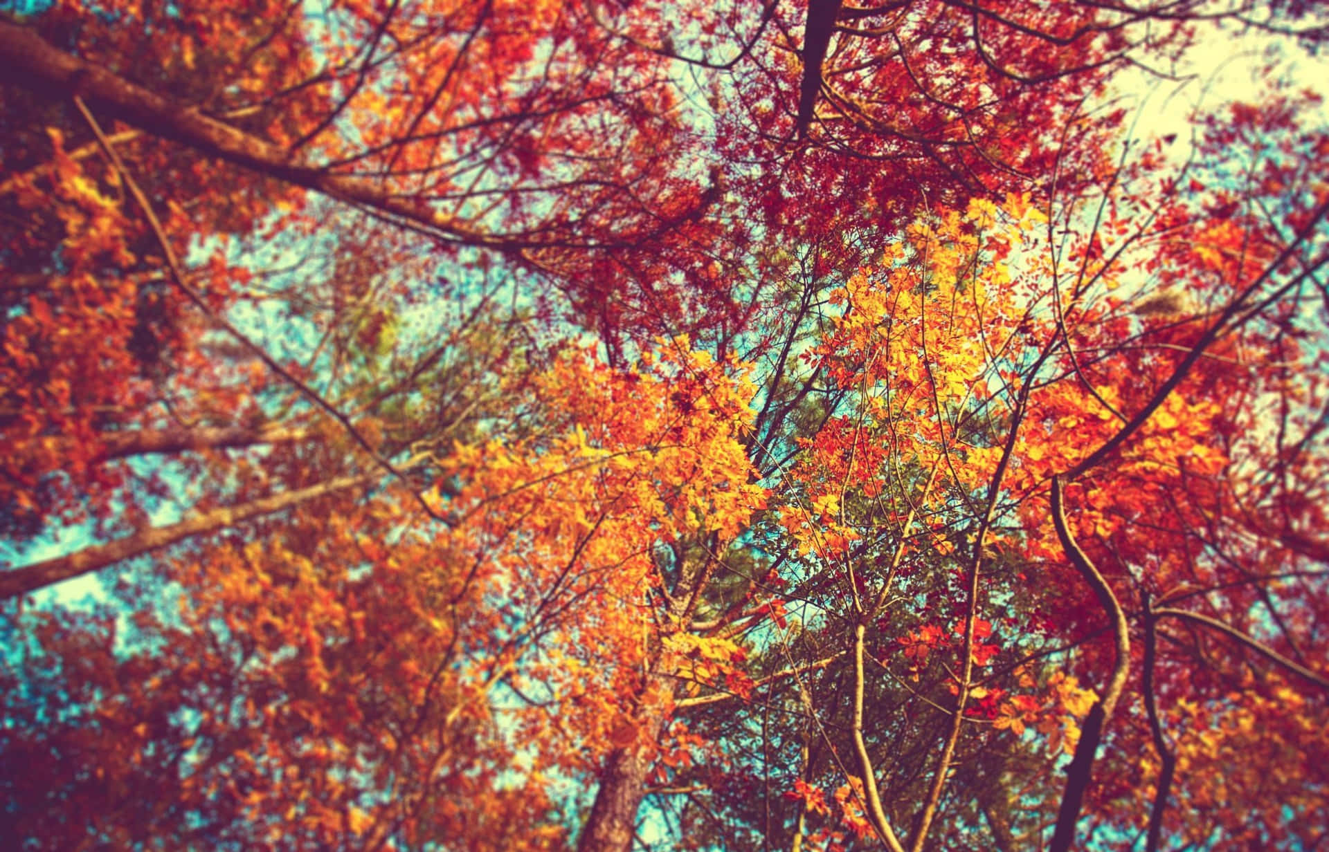 Download Enjoy The Beauty of Autumn Wallpaper