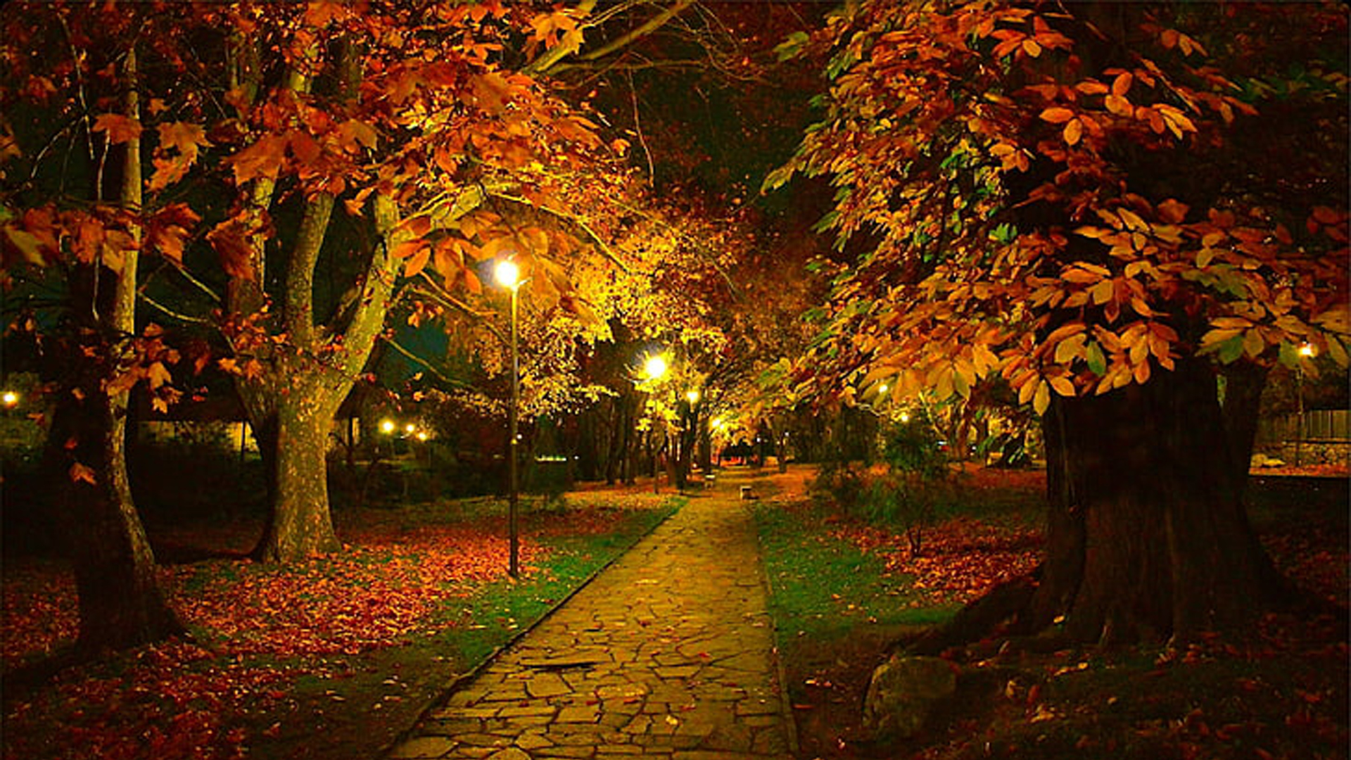 Colorful Autumn Leaves Trees Park Path Lights During Nighttime HD Autumn Wallpaper