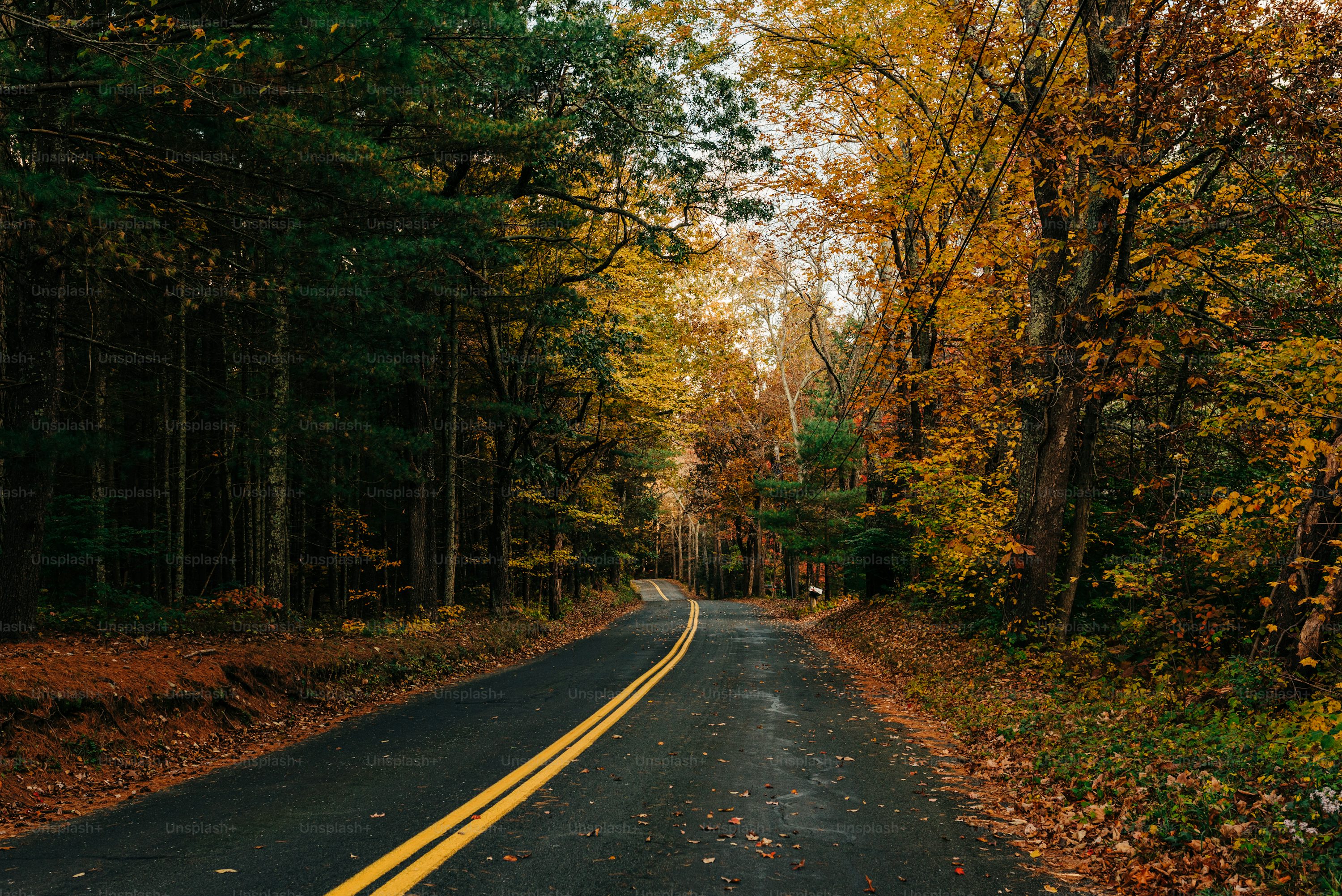 An empty road surrounded