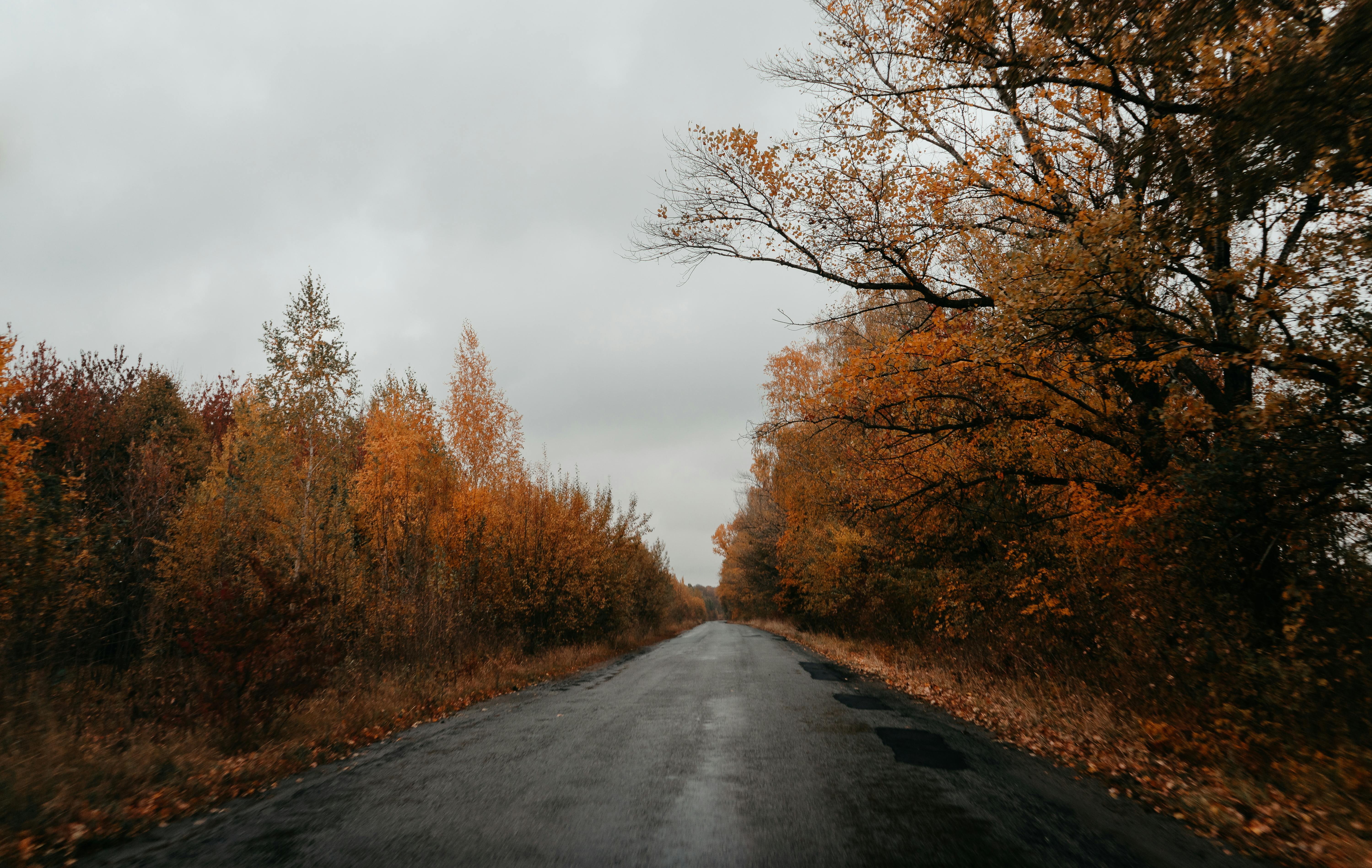 Asphalt Road through Rows of Autumn Trees · Free