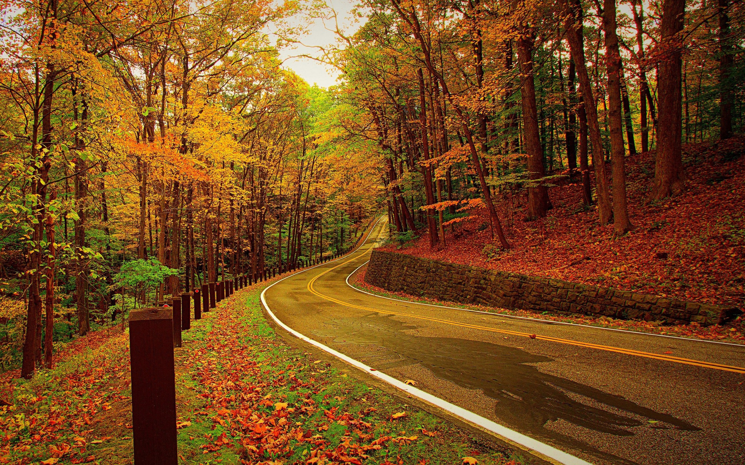 Autumn Forest Road Turn 2016 Scenery HD Wallpaper