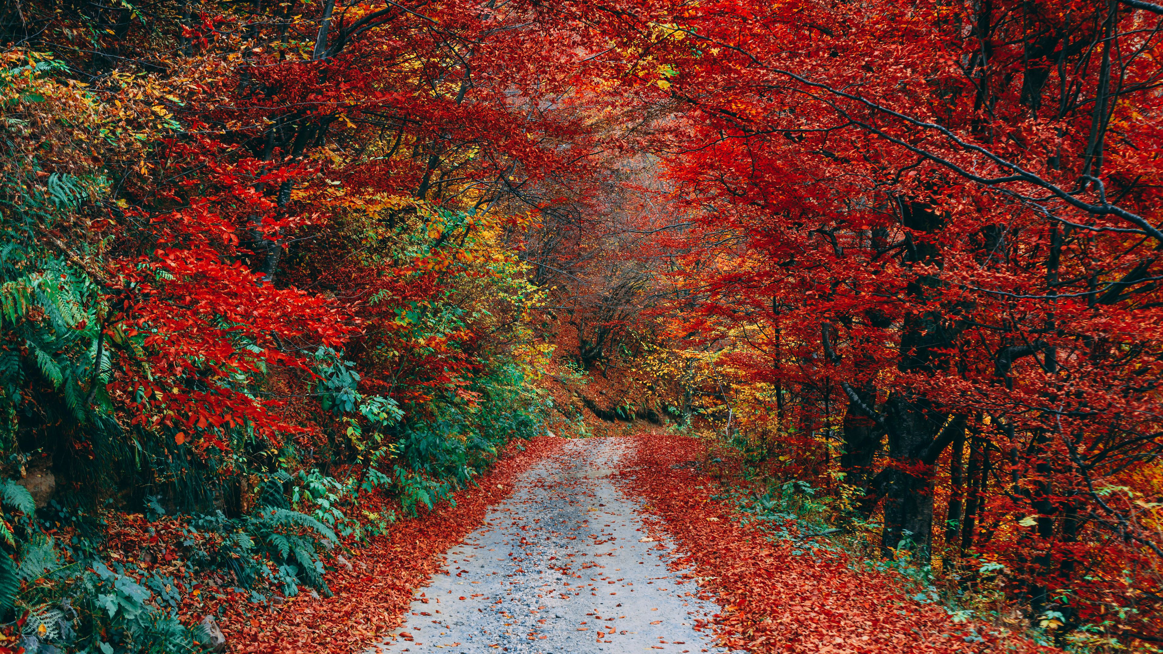 Road Path Between Red Green Yellow Fall Autumn Trees Forest Background 4K HD Fall Wallpaper
