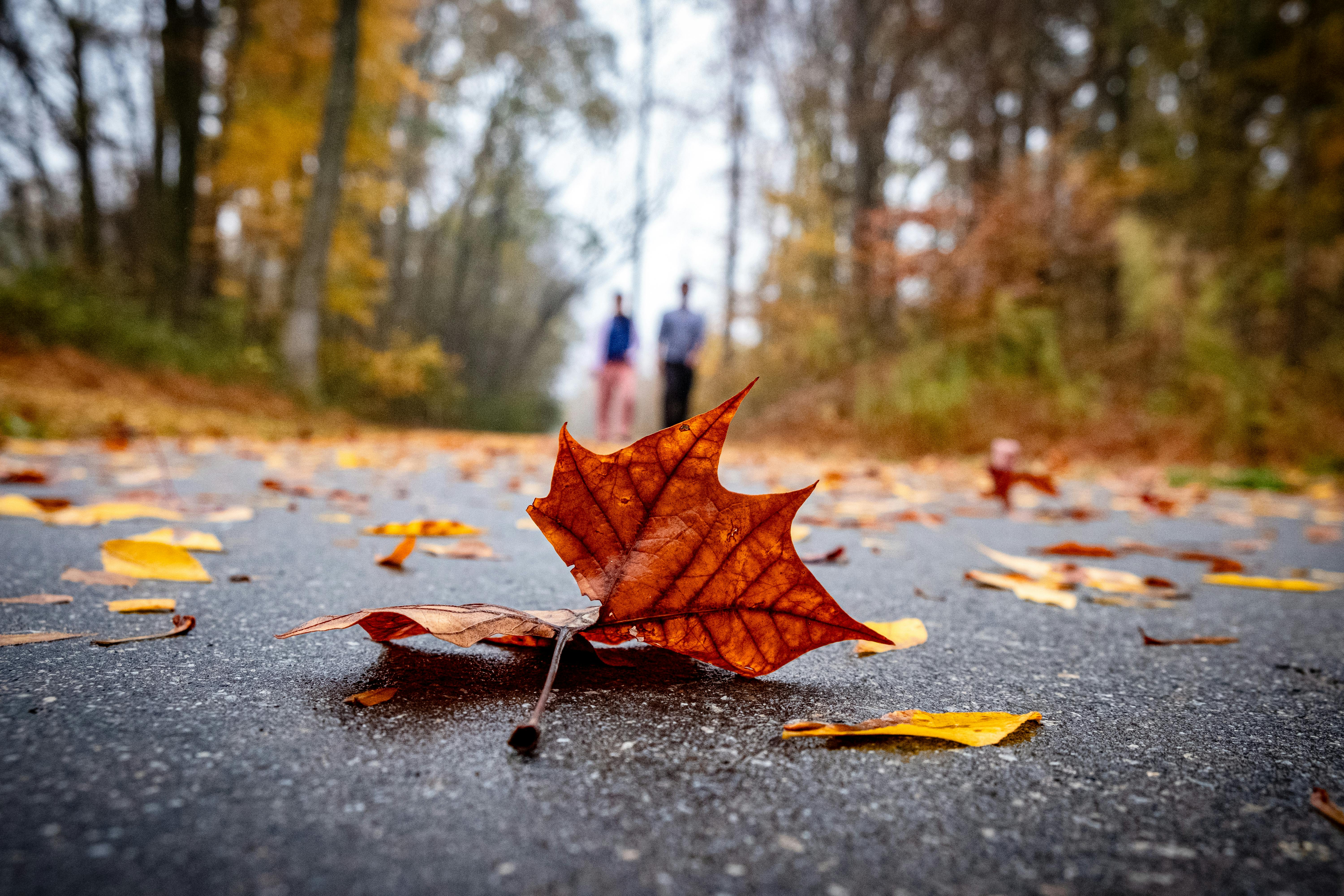 Close Up Of Autumn Leaf On A Forest Path · Free