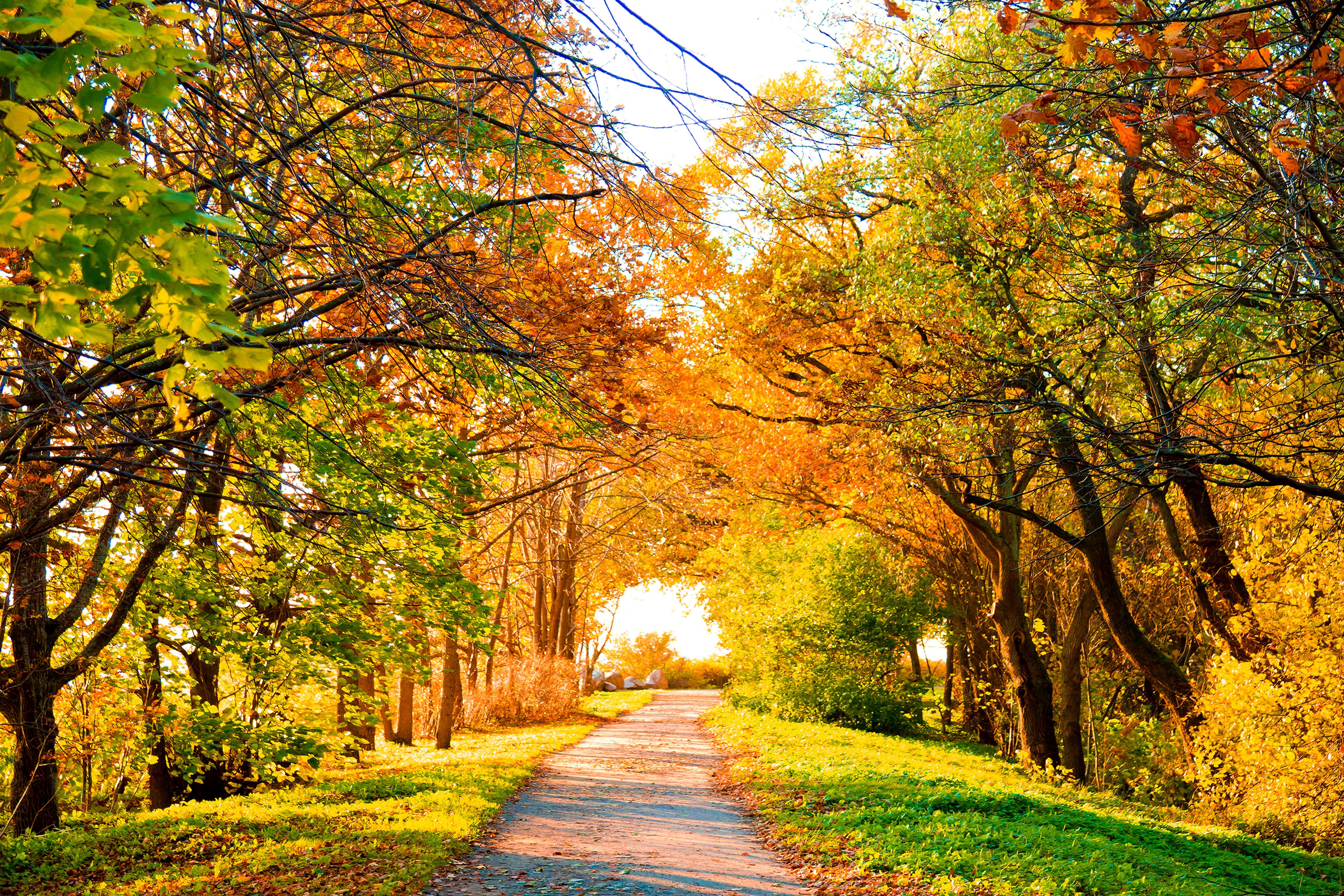 Wallpaper road, autumn, trees, landscape, nature, foliage, road, trees for mobile and desktop, section пейзажи, resolution 4920x3280