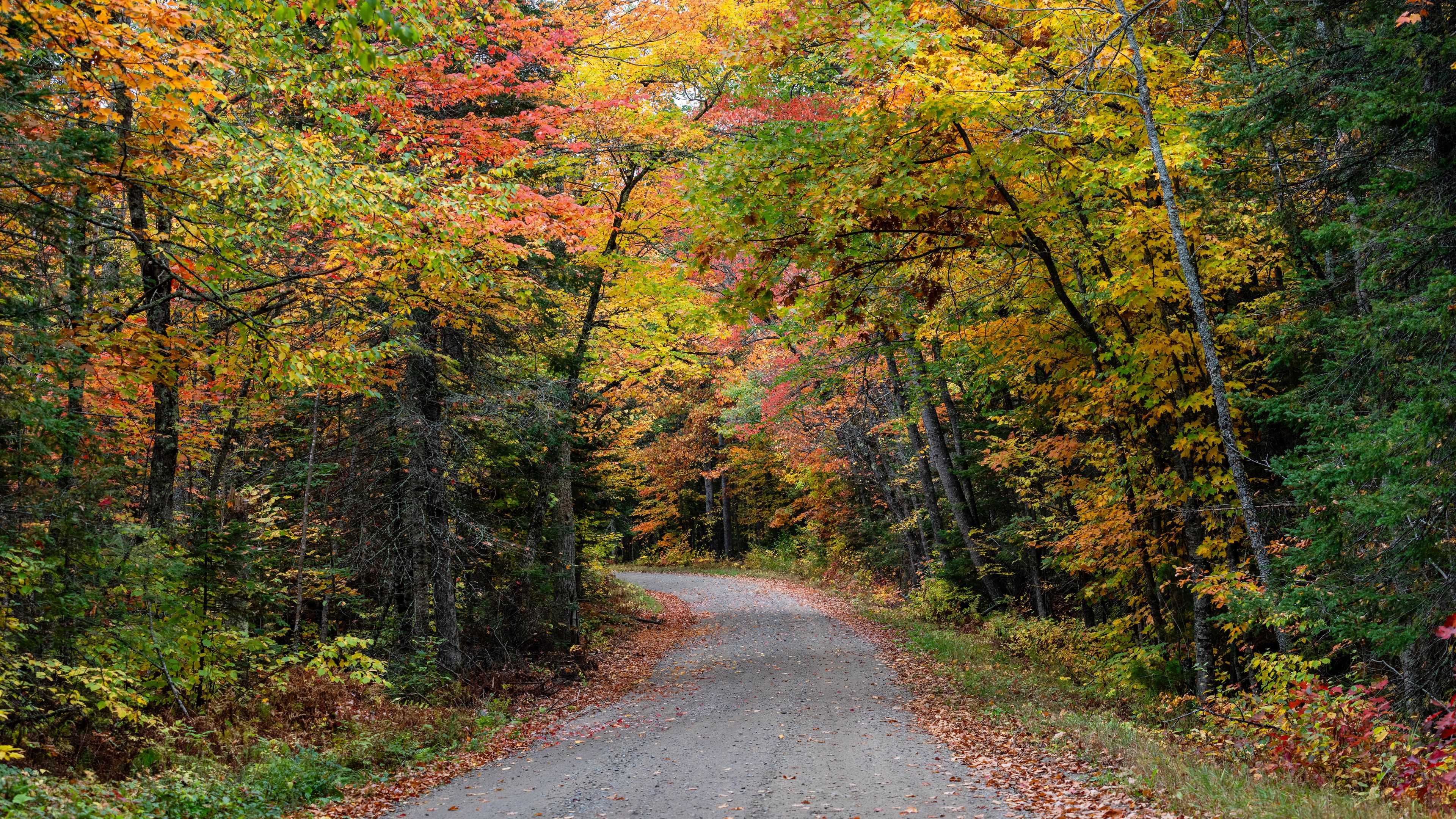 Download wallpaper 3840x2160 road, forest, autumn, trees, colorful 4k uhd 16:9 HD background