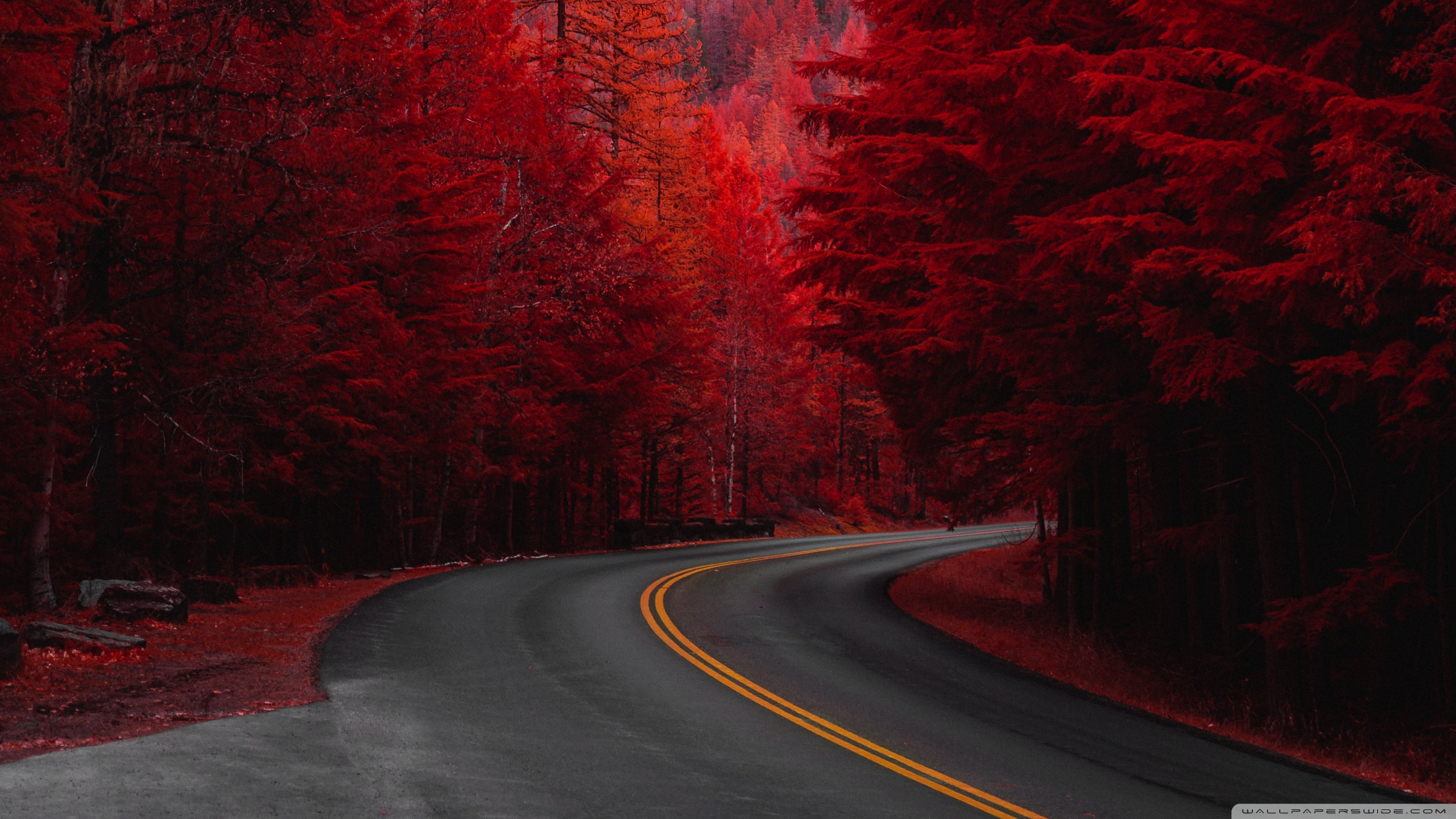Autumn, Road, Aesthetic 4K UHD Wallpaper for UltraHD Desktop and TV, Dual Monitor, Smartphone and Tablet Devices