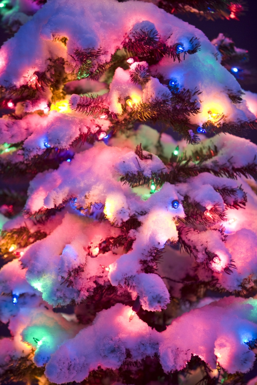 Close Up Of A Multi Colored Christmas Tree Lit At Dusk Outside In Winter PosterPrint # VARDPI2163664