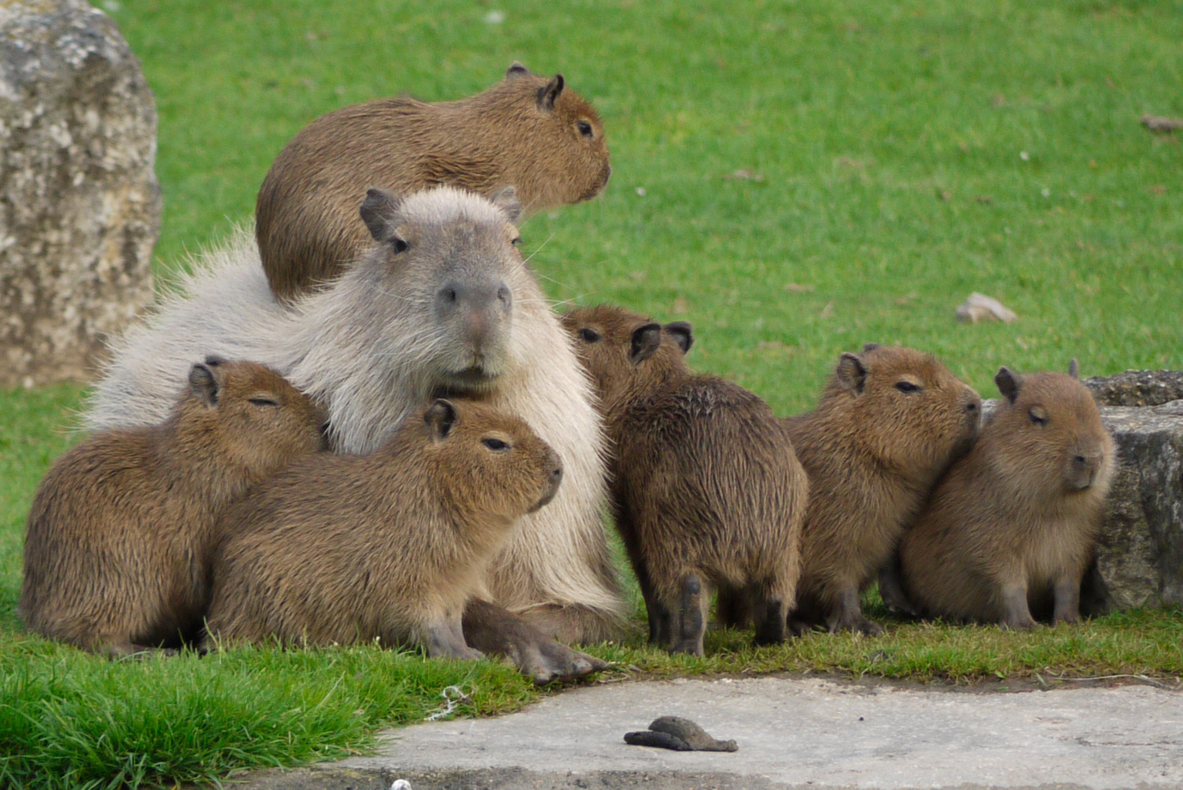 Capybaras are cute, even though they eat their own poop