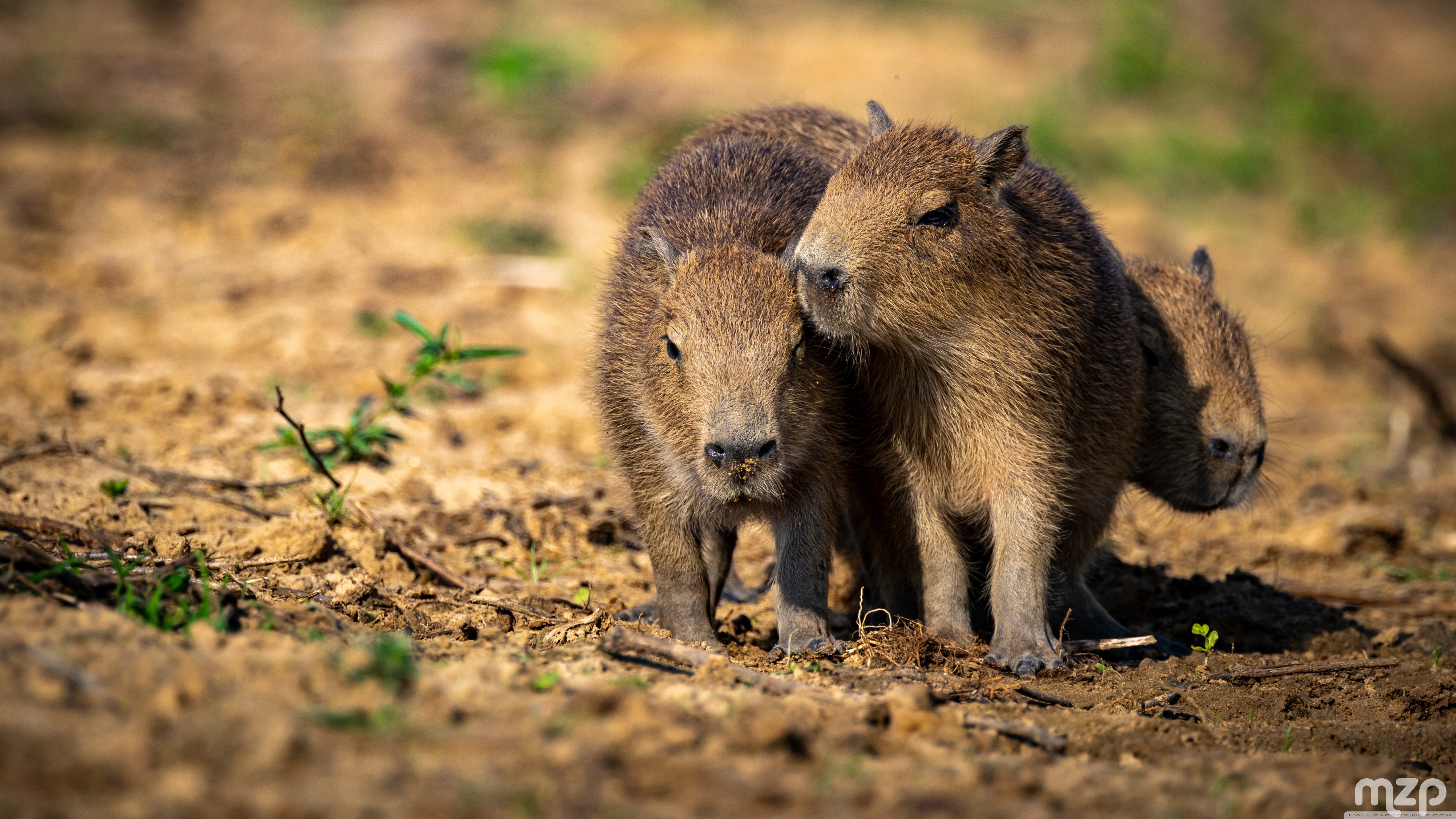 Capybaras, Pups, Wildlife, Amazon, Social Animals, Cute 4K UHD Wallpaper for UltraHD Desktop and TV, Widescreen and UltraWide Display