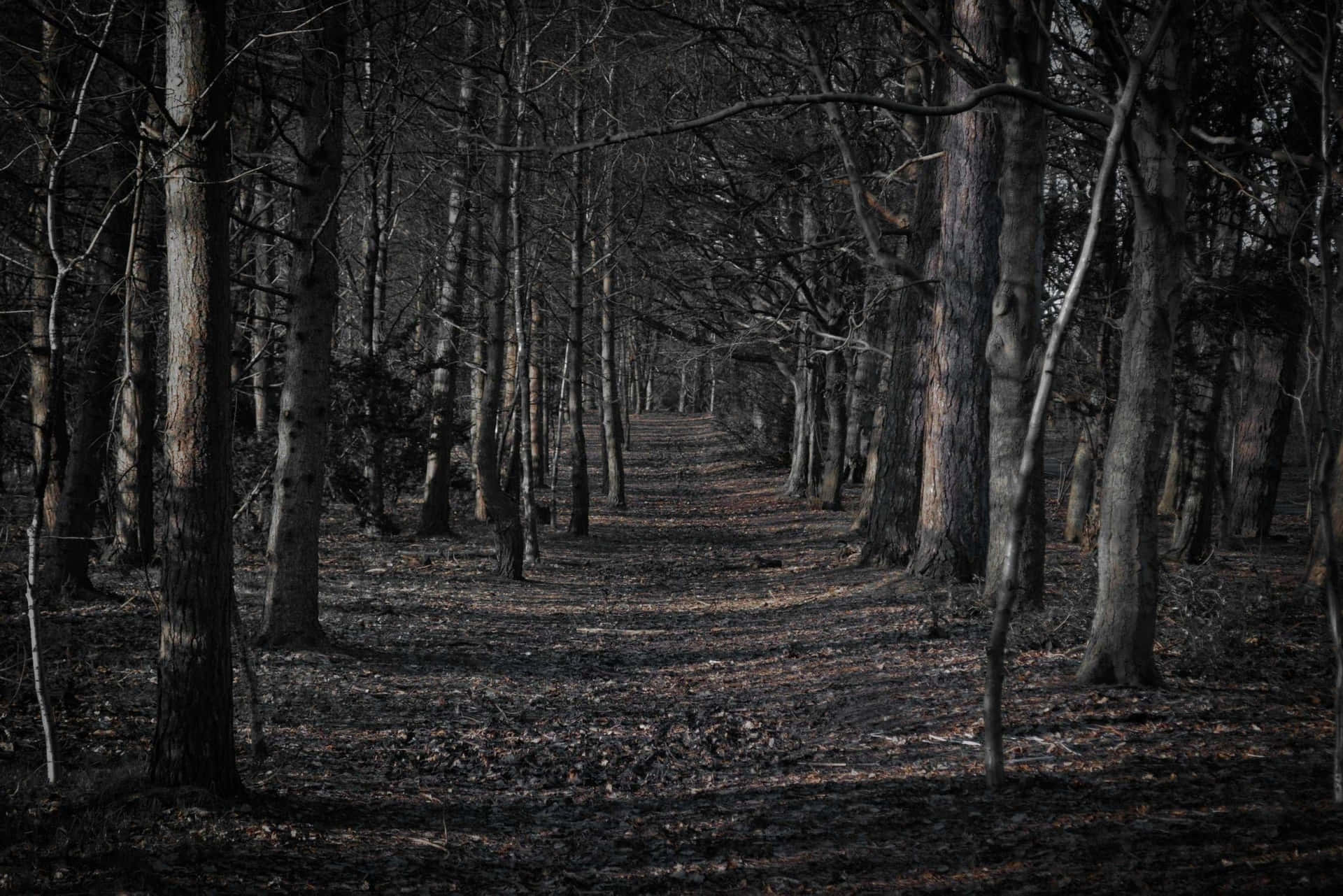 Download Spooky Darkness Lingers In Haunted Forests Wallpaper