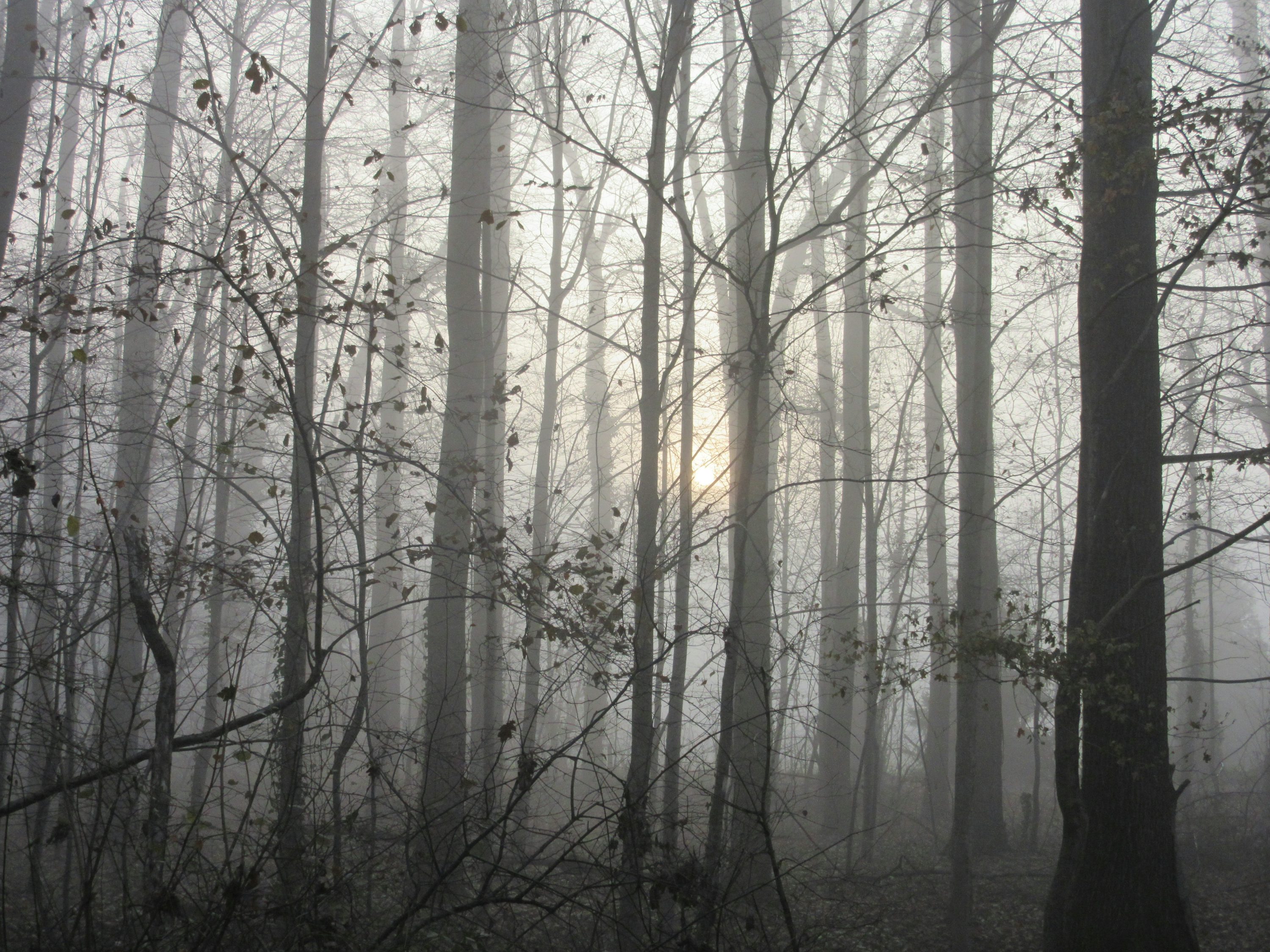 Spooky Forest Picture. Download Free Image