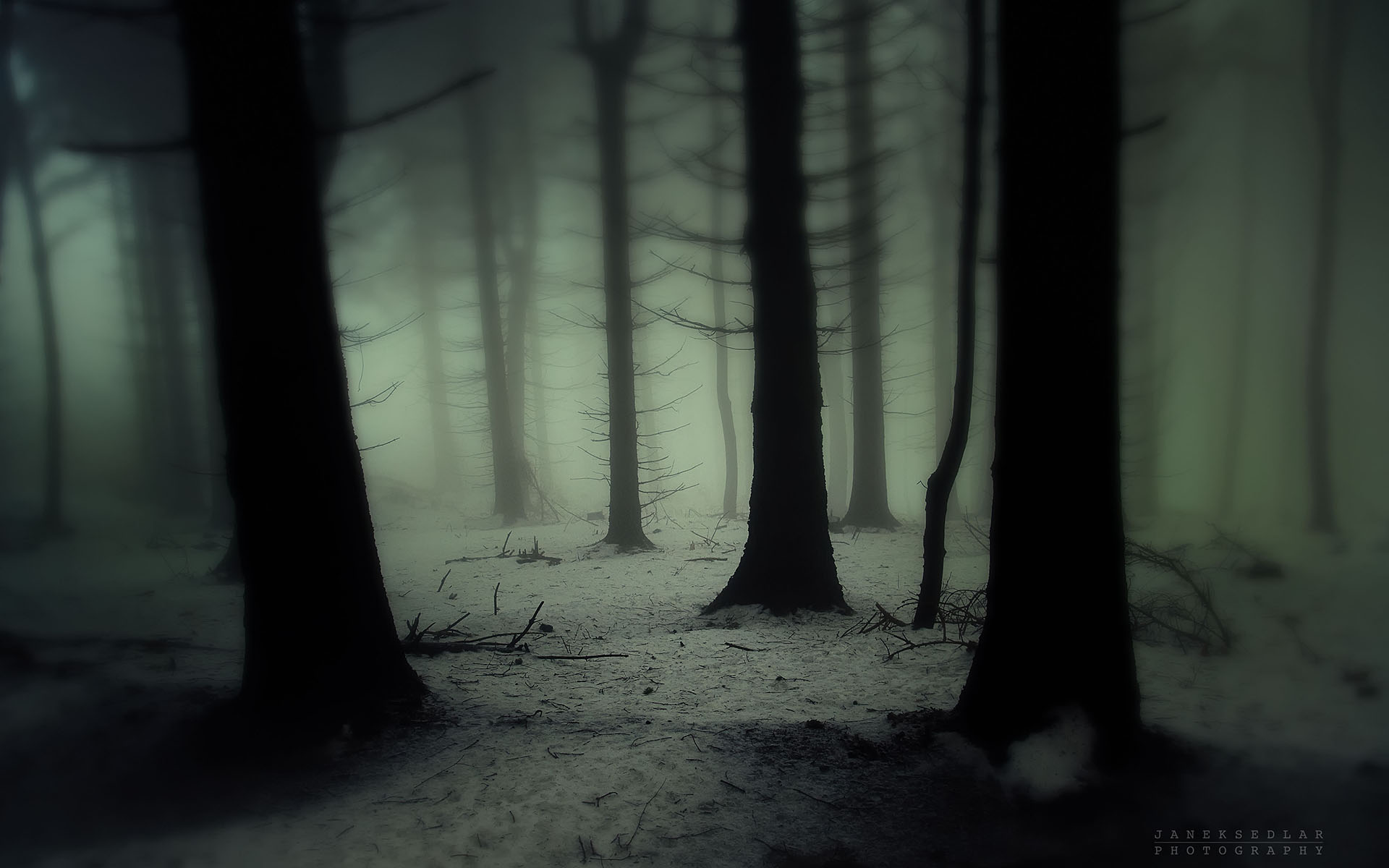 nature, Landscapes, Trees, Forest, Wood, Gloom, Snowing, Snow, Winter, Fog, Haze, Mist, Cold, Spooky Wallpaper HD / Desktop and Mobile Background