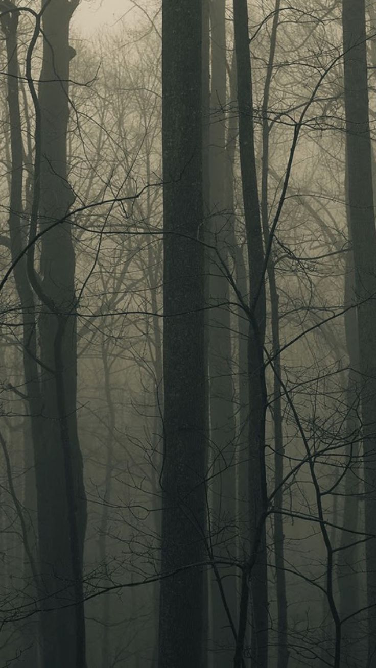 Spooky Forest Trees Mist Smartphone Wallpaper And Lockscreen HD /spooky Forest Trees Mist Smartphone Wallpaper And Lockscreen Hd