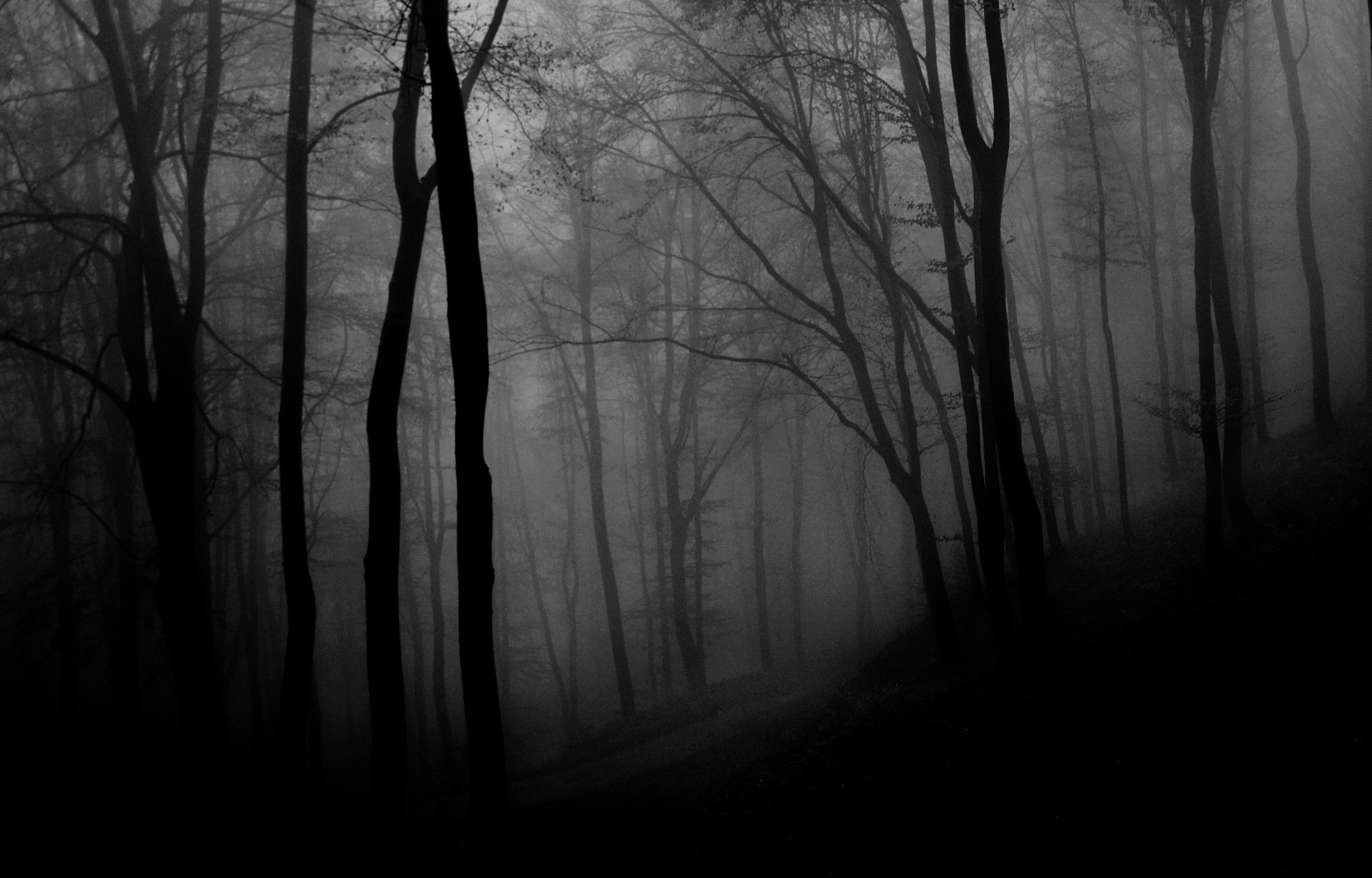 Fog in a Spooky Forest · Free