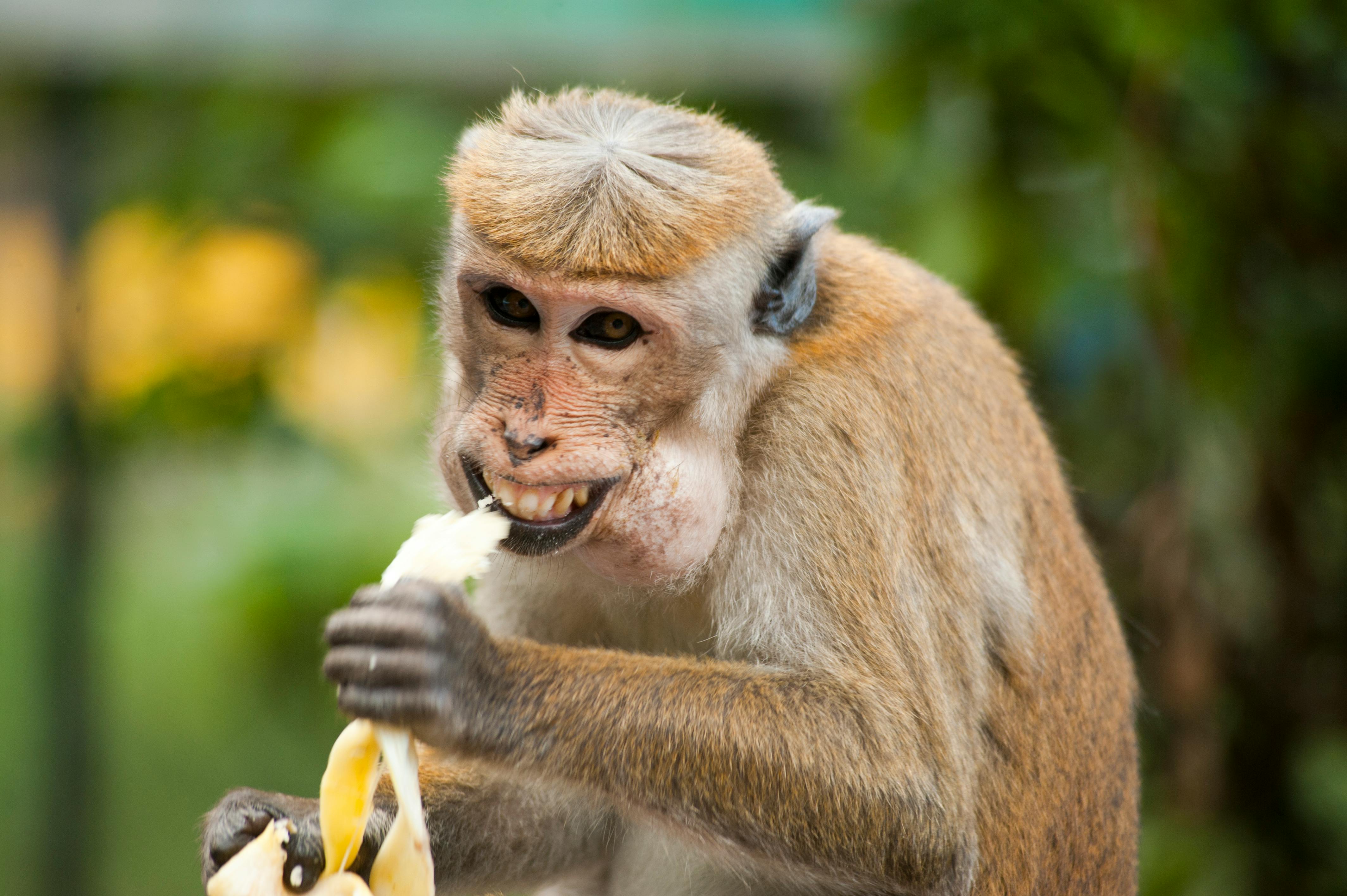 Funny Monkey Photo, Download The BEST Free Funny Monkey & HD Image
