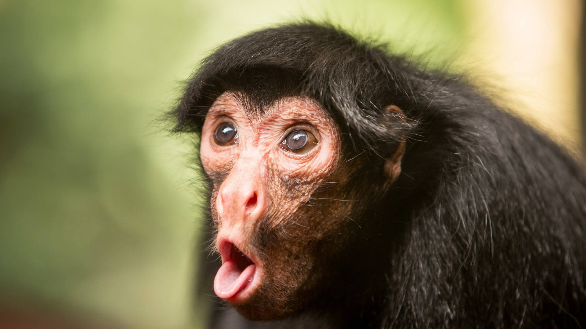 Download Funny Face Of A Monkey Wallpaper