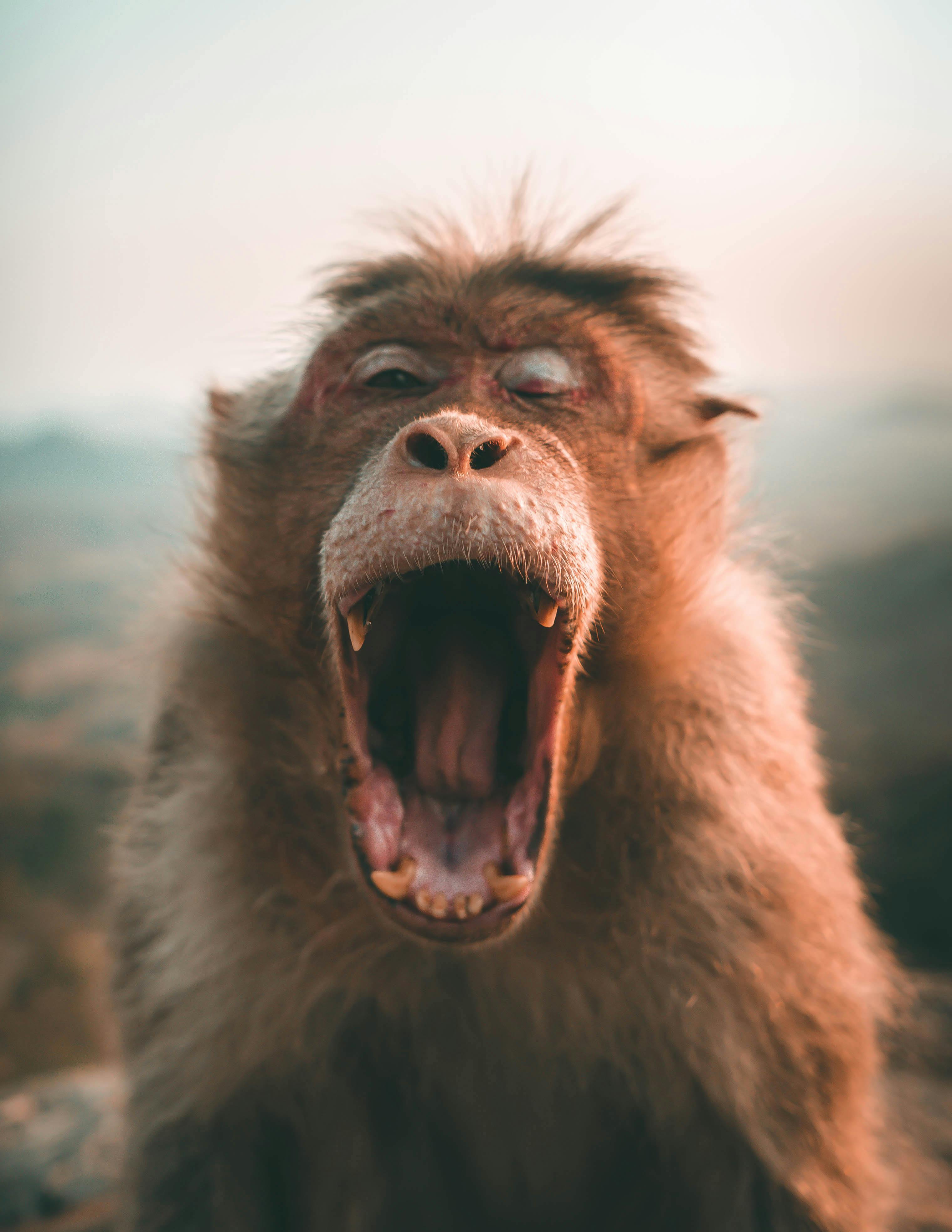 1,Best Monkey Image · 100% Free Downloads