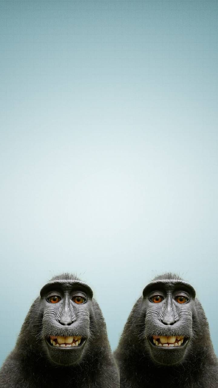 Monkey Funny wallpaper
