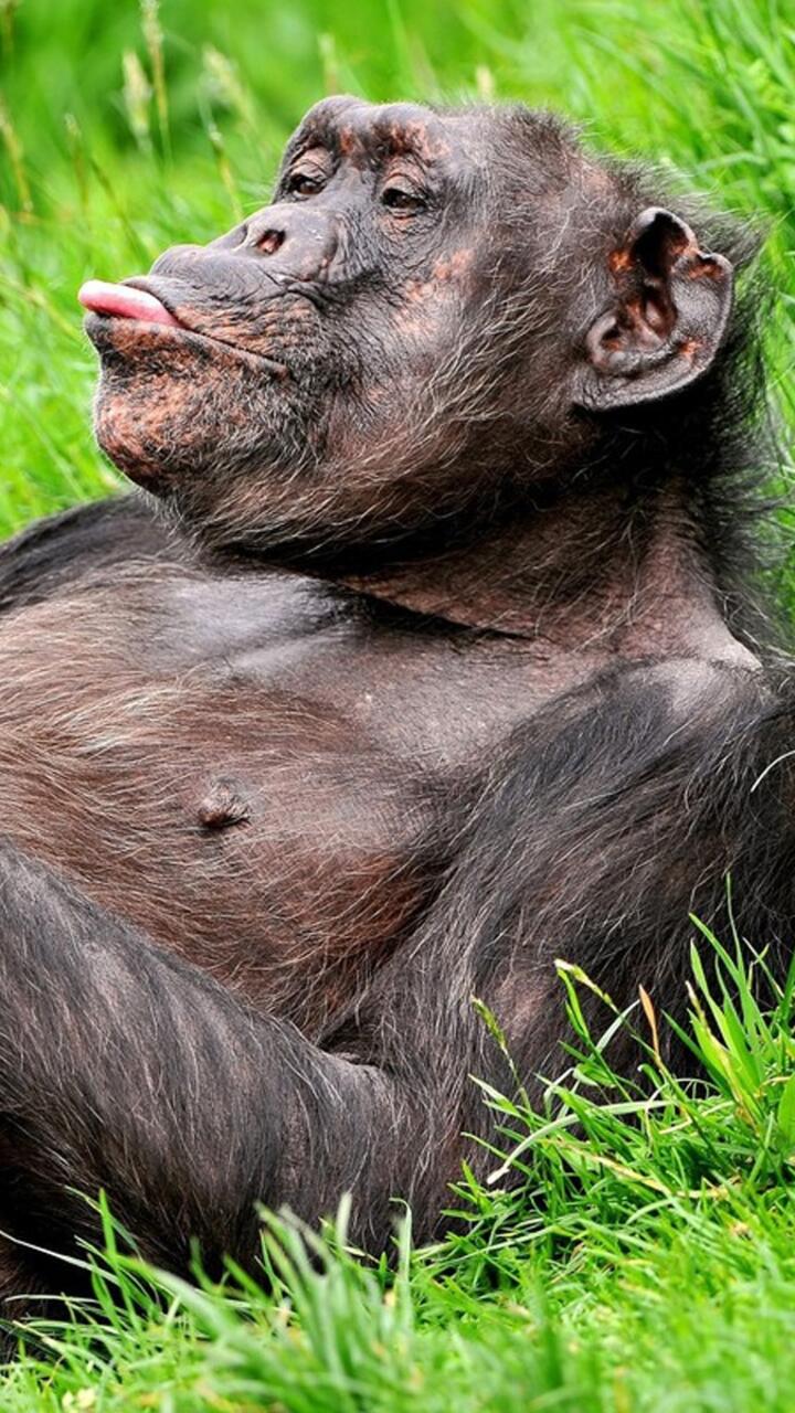 Funny monkey shows his tongue · 720x1280 HD free photo from chappie and wallpaper