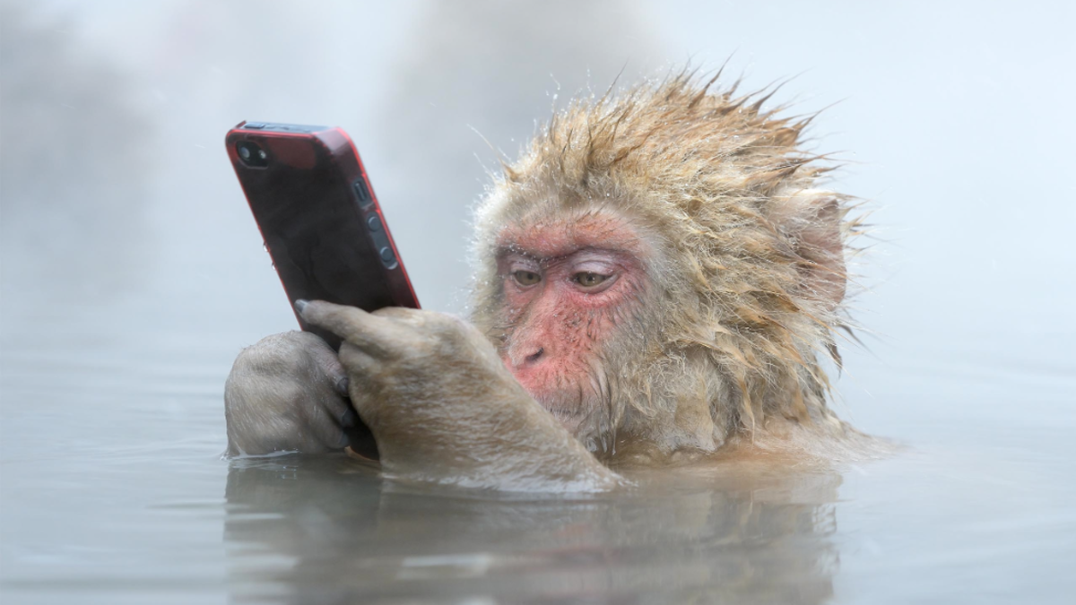 Snow monkey does 'Facebook Update' with stolen iPhone's Journal
