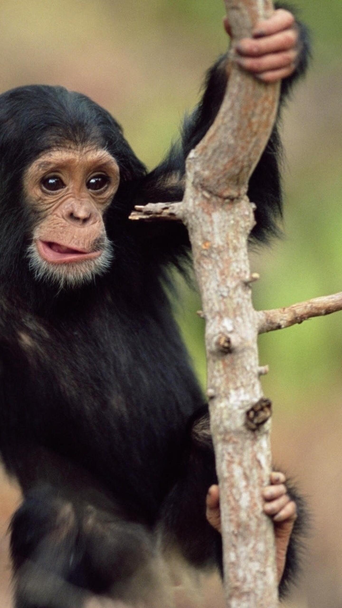 Funny monkey · 1440x2560 QHD free photo from chappie and wallpaper