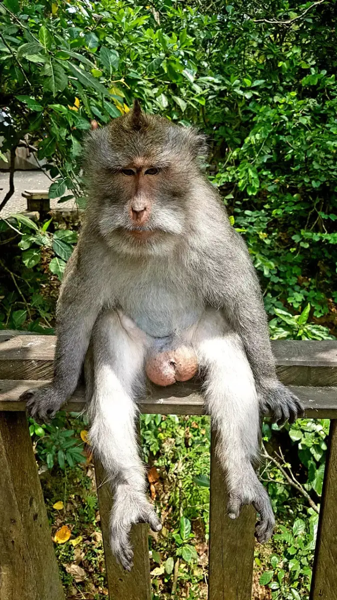 Funny monkey wallpaper