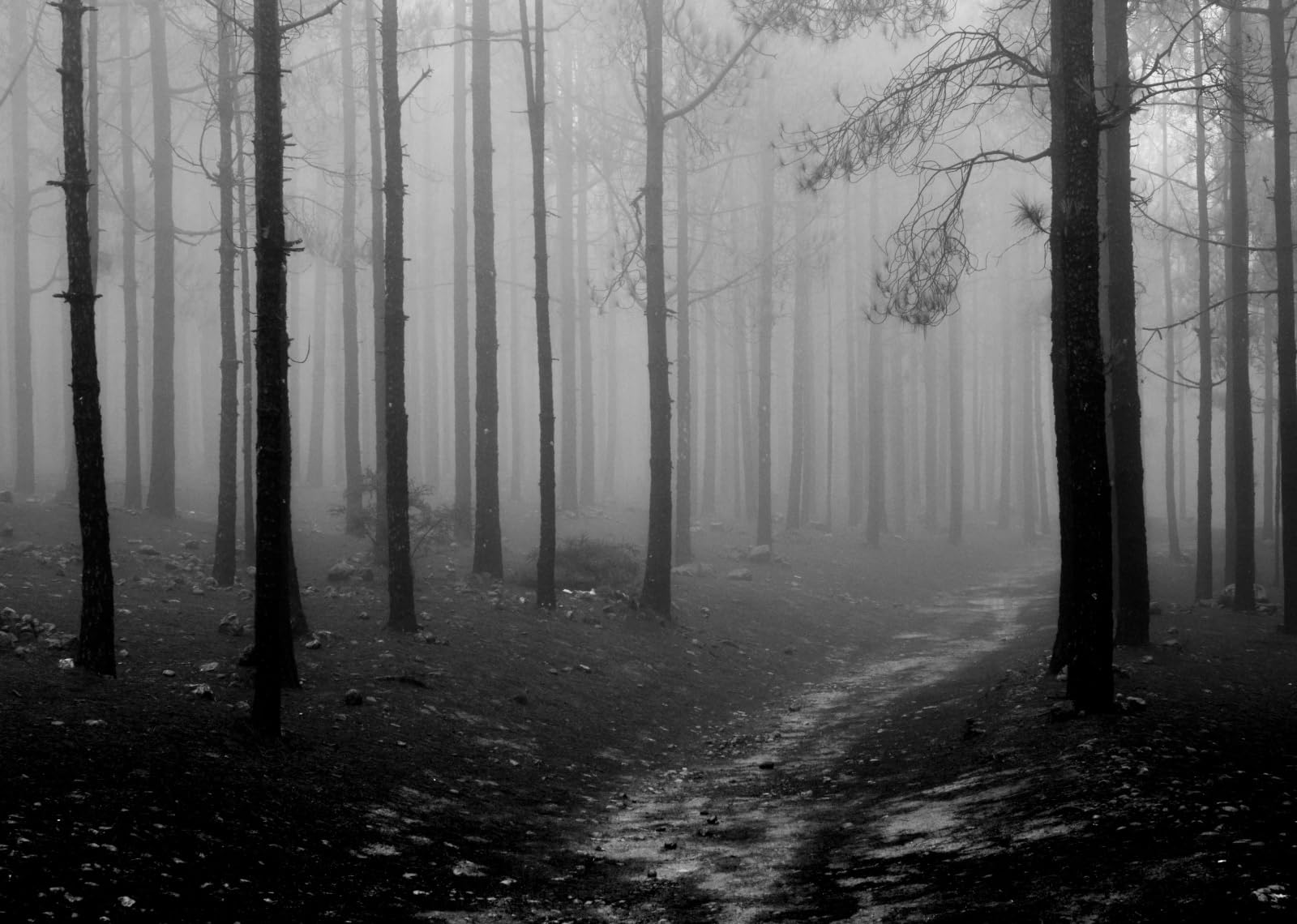 Amazon.com, BELECO 5x3ft Fabric Spooky Foggy Forest Backdrop Dark Misty Woods Gloomy Path Horror Background Halloween Haunted Forest Party Decorations Photohoot Studio Props