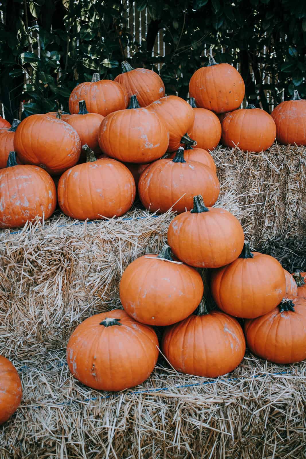 A Picture Perfect Pumpkin Patch Photo Tour