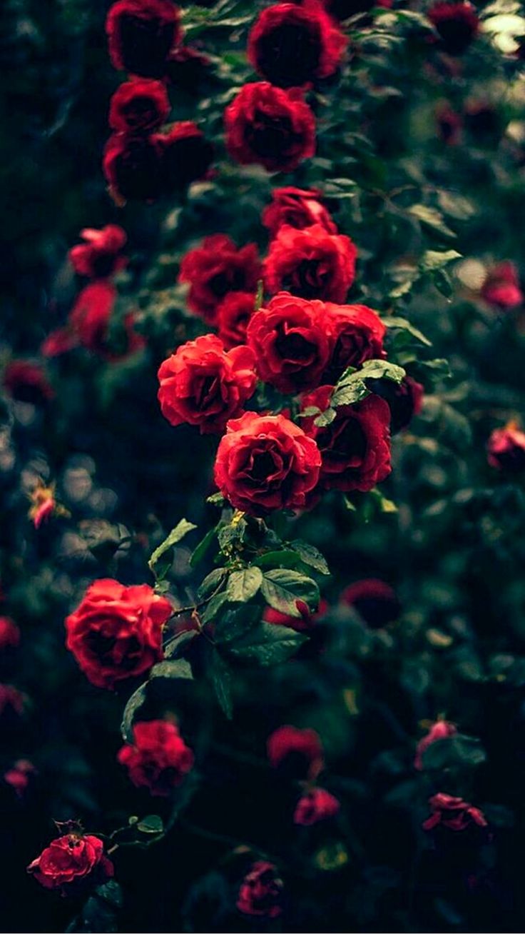 iPhone Wallpaper 4K Ideas