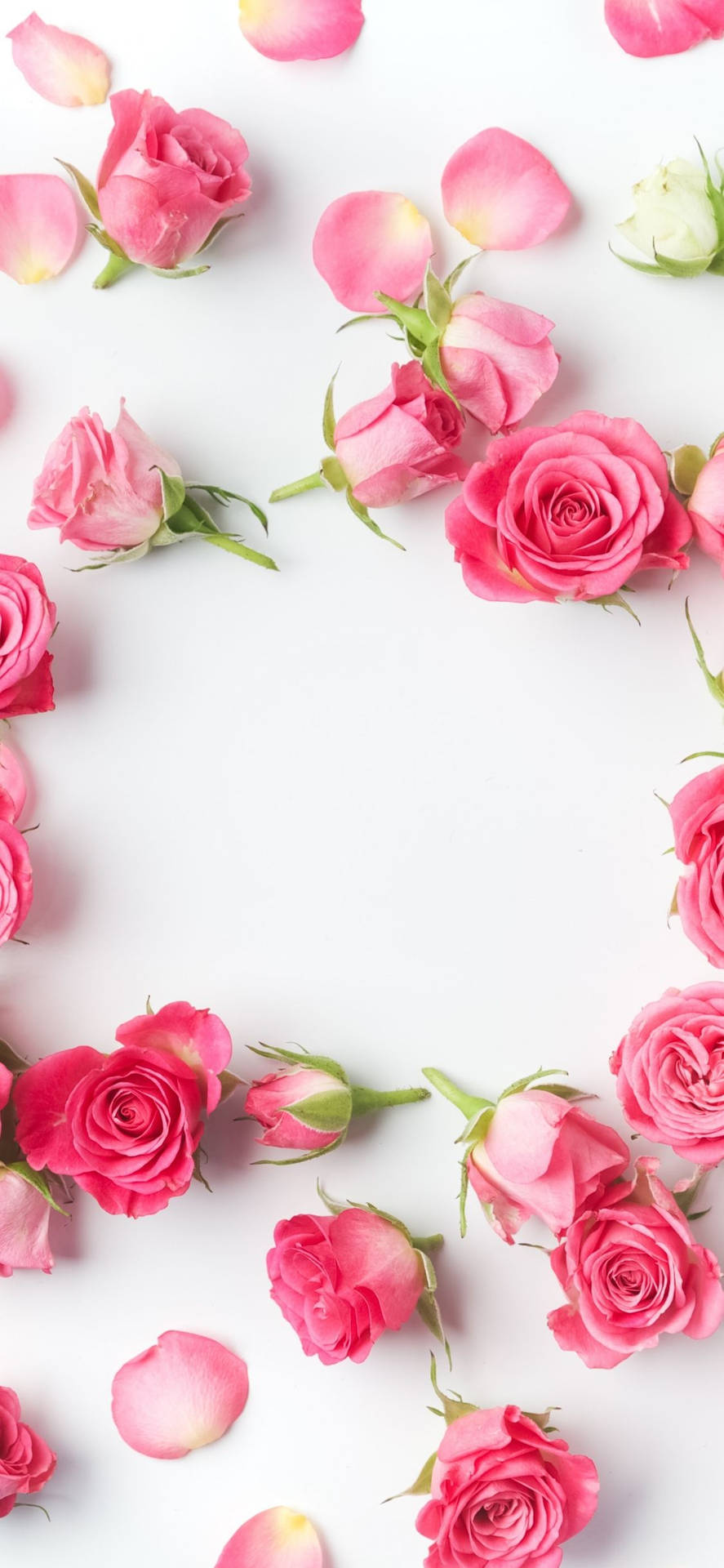 Download Scattered Pink Rose iPhone Wallpaper