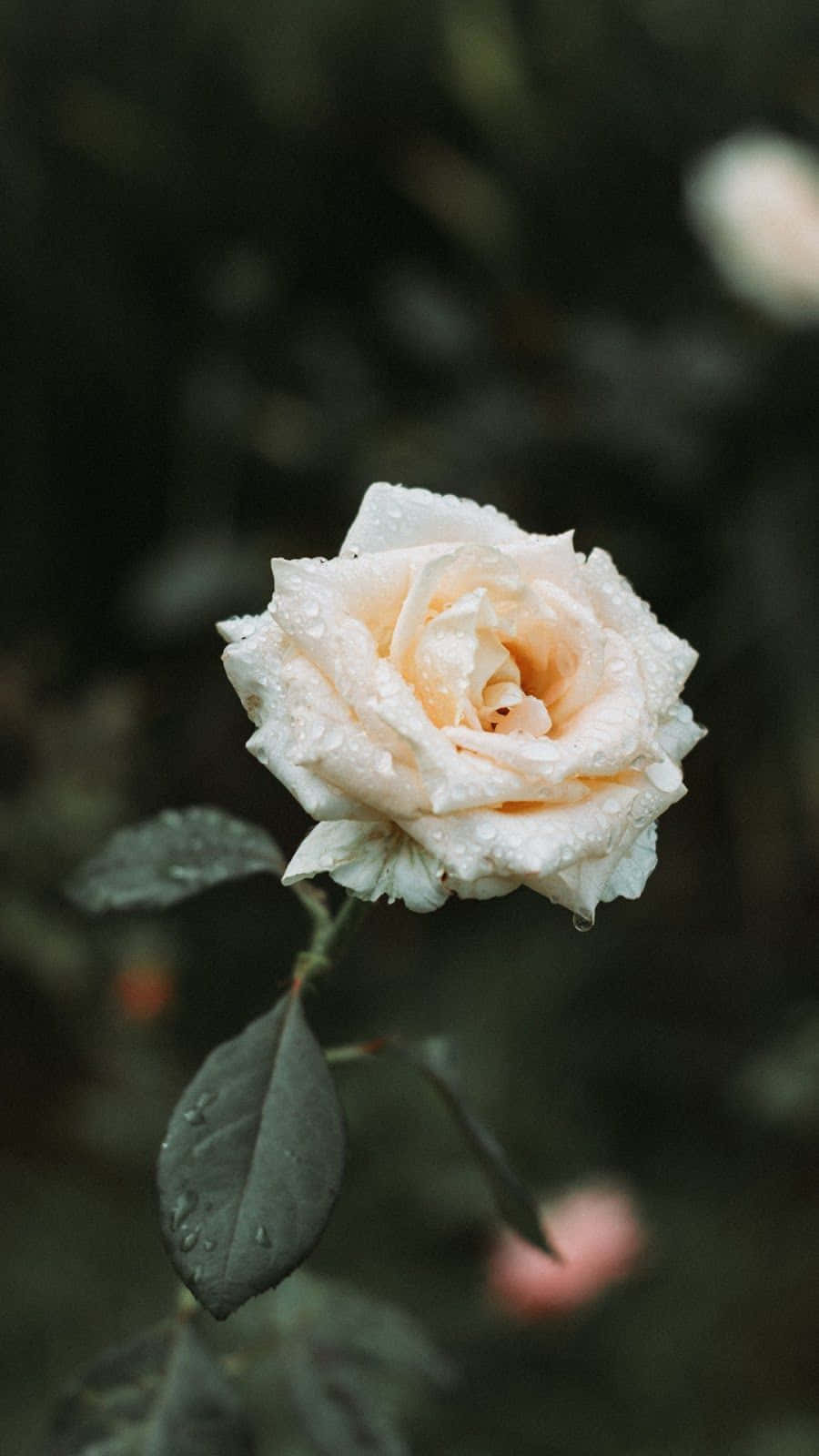 Download A single white rose with a vintage iPhone Wallpaper