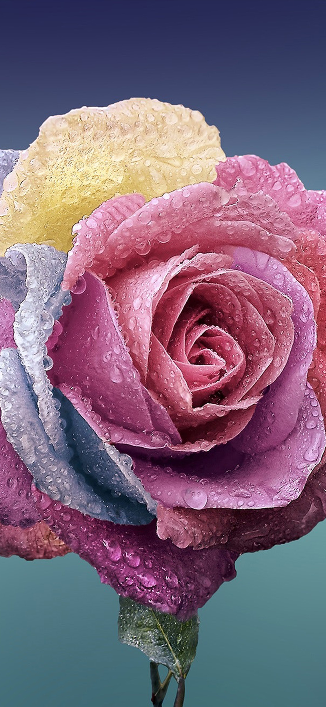 flower rose art illustration