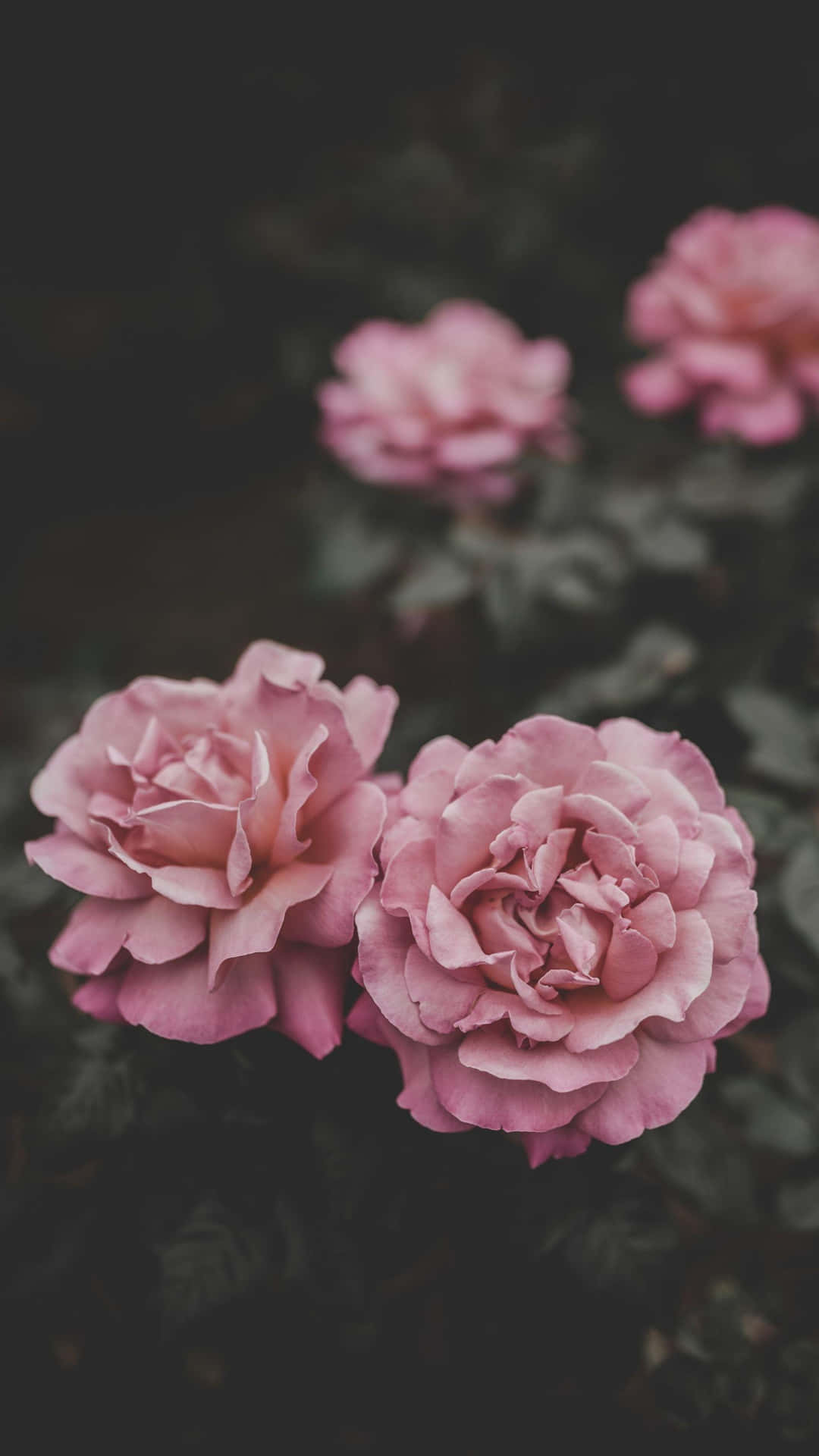 Download Fields of Colorful iPhone Flowers Wallpaper
