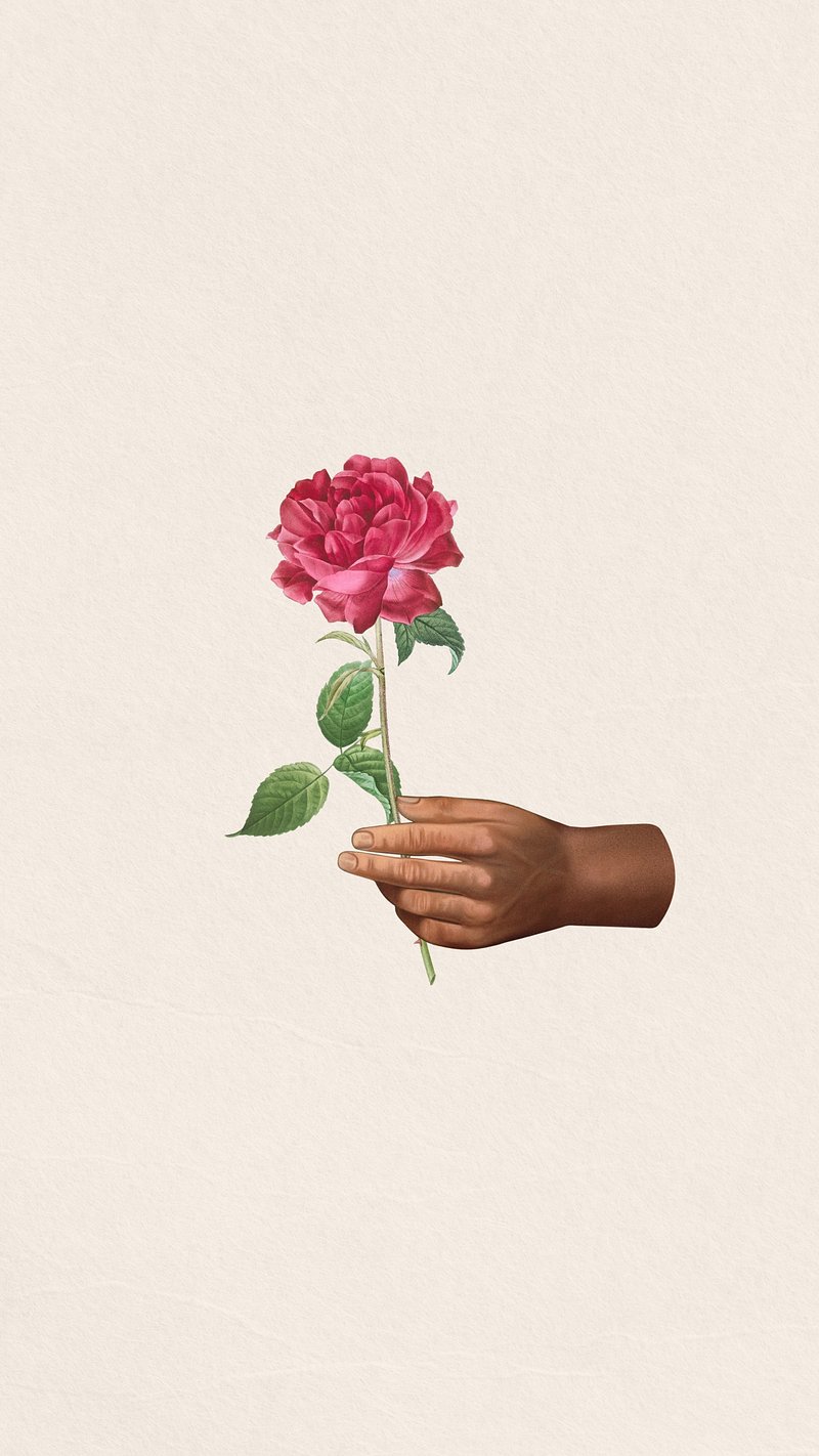 iPhone Rose Wallpaper Background Wallpaper